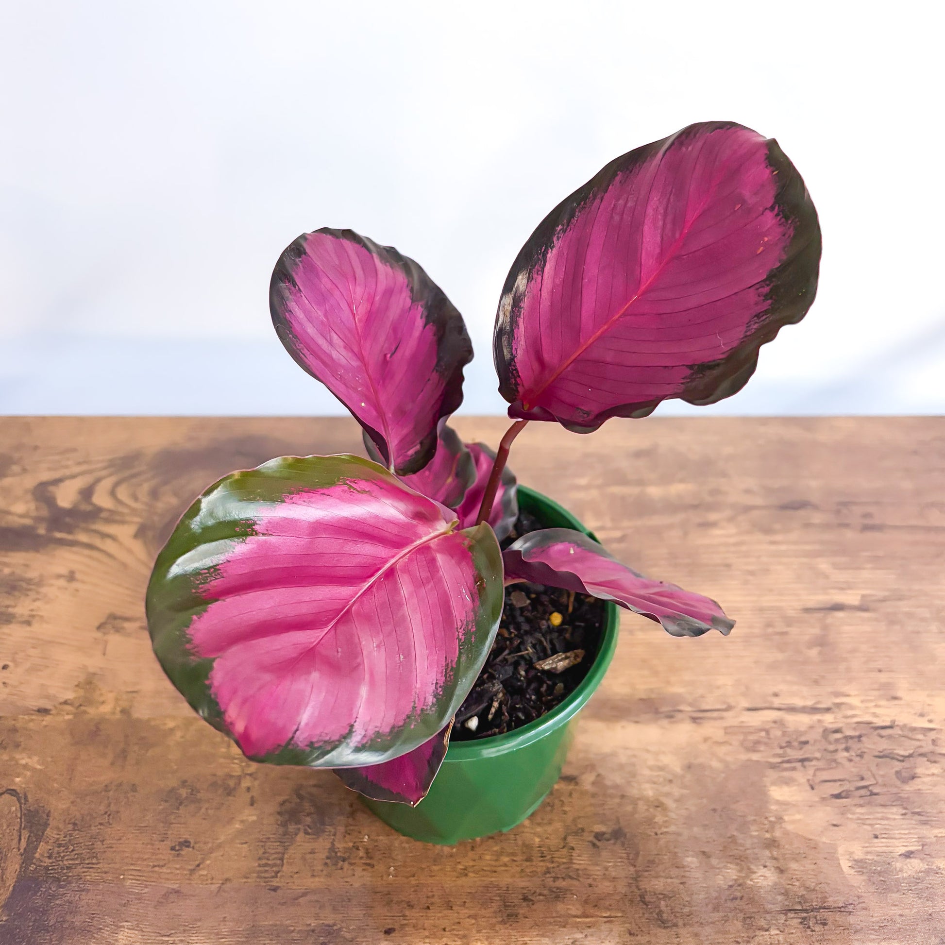 Calathea Rosey in 100mm Pot
