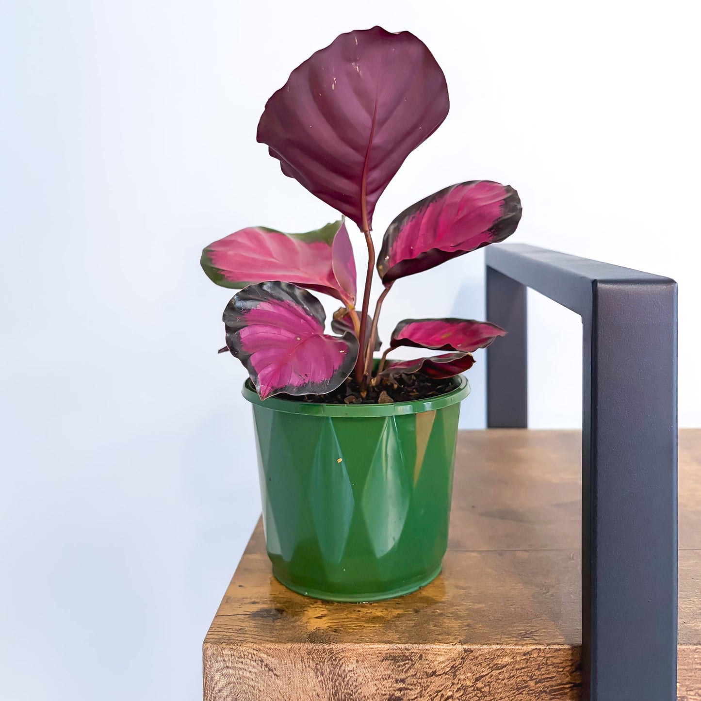Calathea Rosey in 100mm Pot