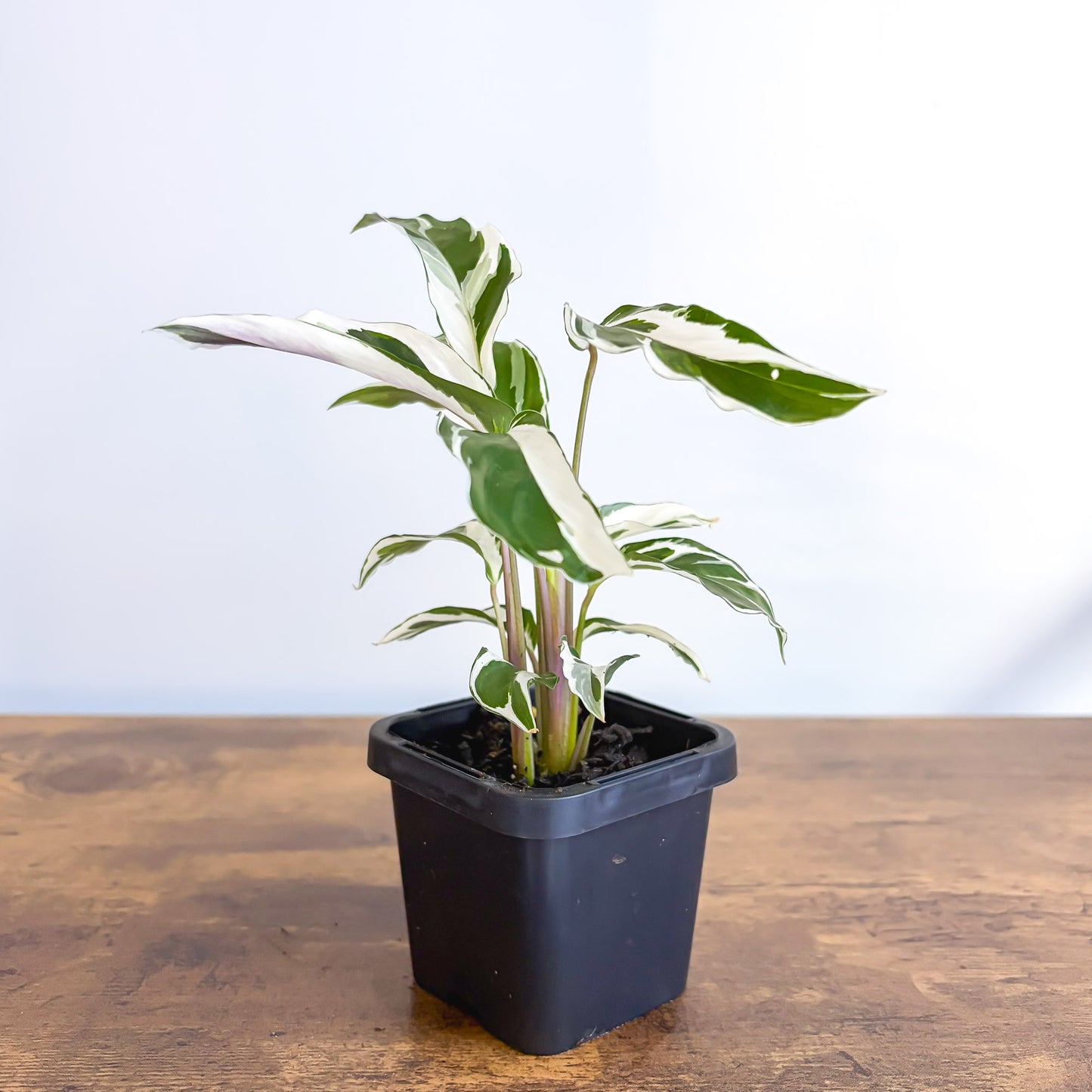 Calathea White Fusion | The Plant Boys