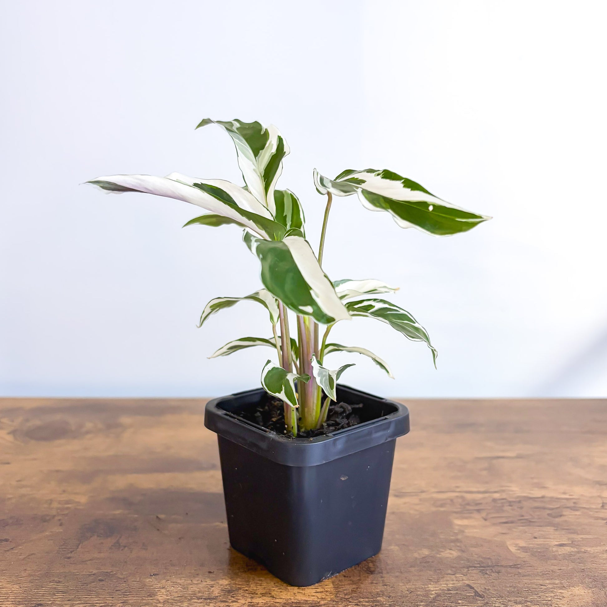 Calathea White Fusion | The Plant Boys