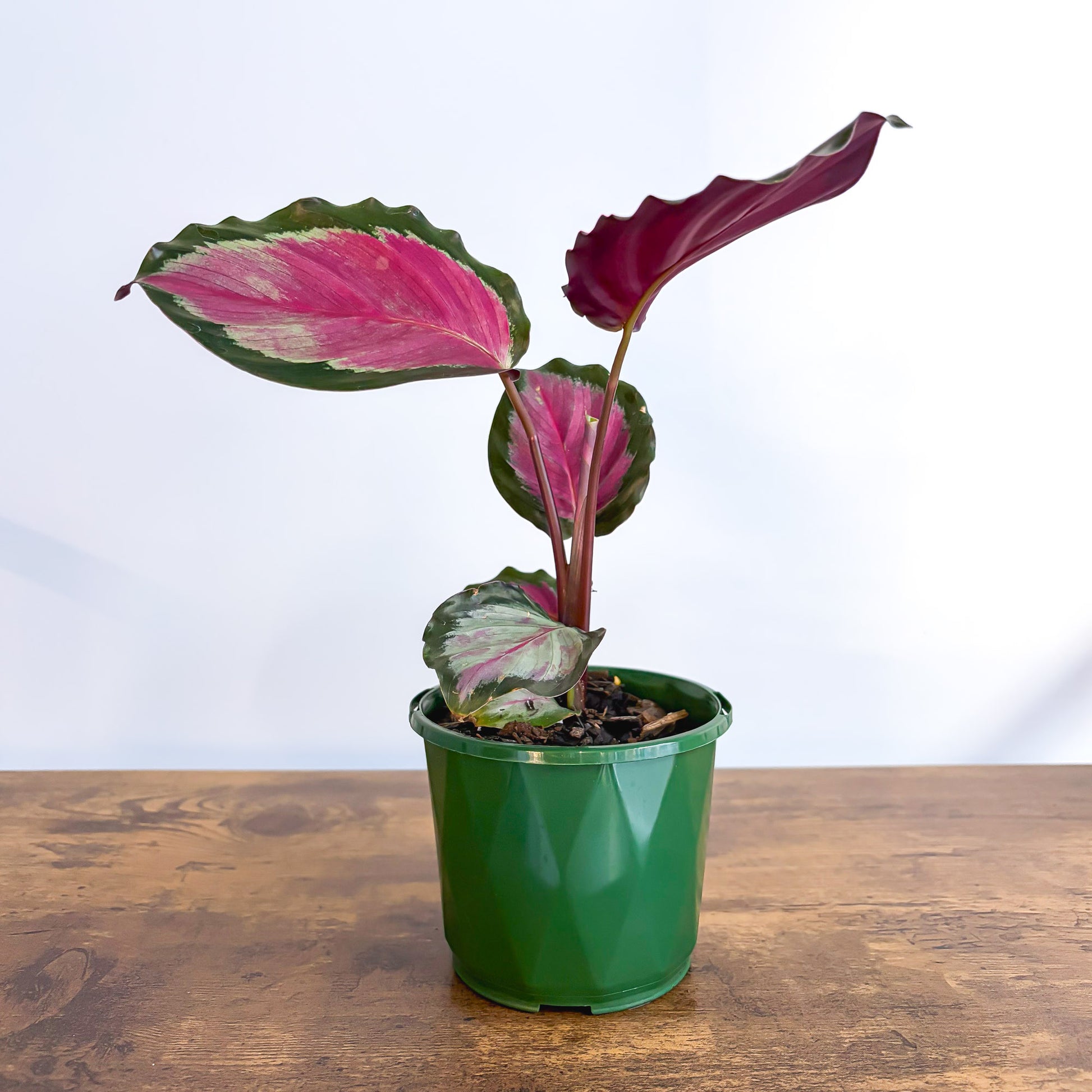 Calathea White Cloud | The Plant Boys