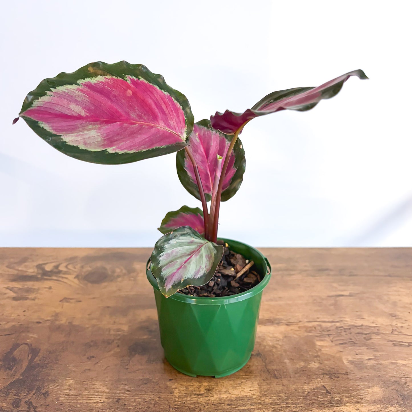 Calathea White Cloud | The Plant Boys