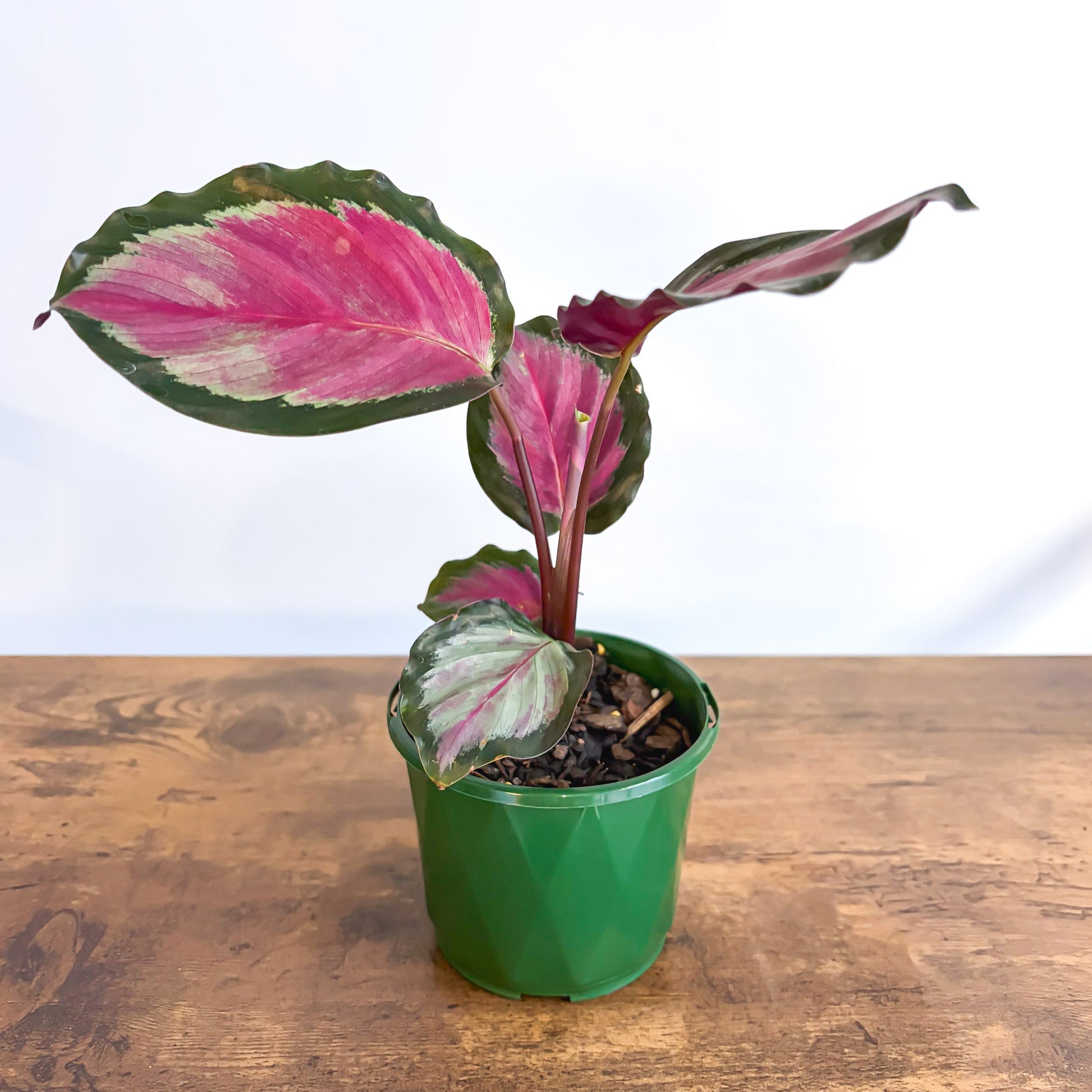 Calathea White Cloud | The Plant Boys