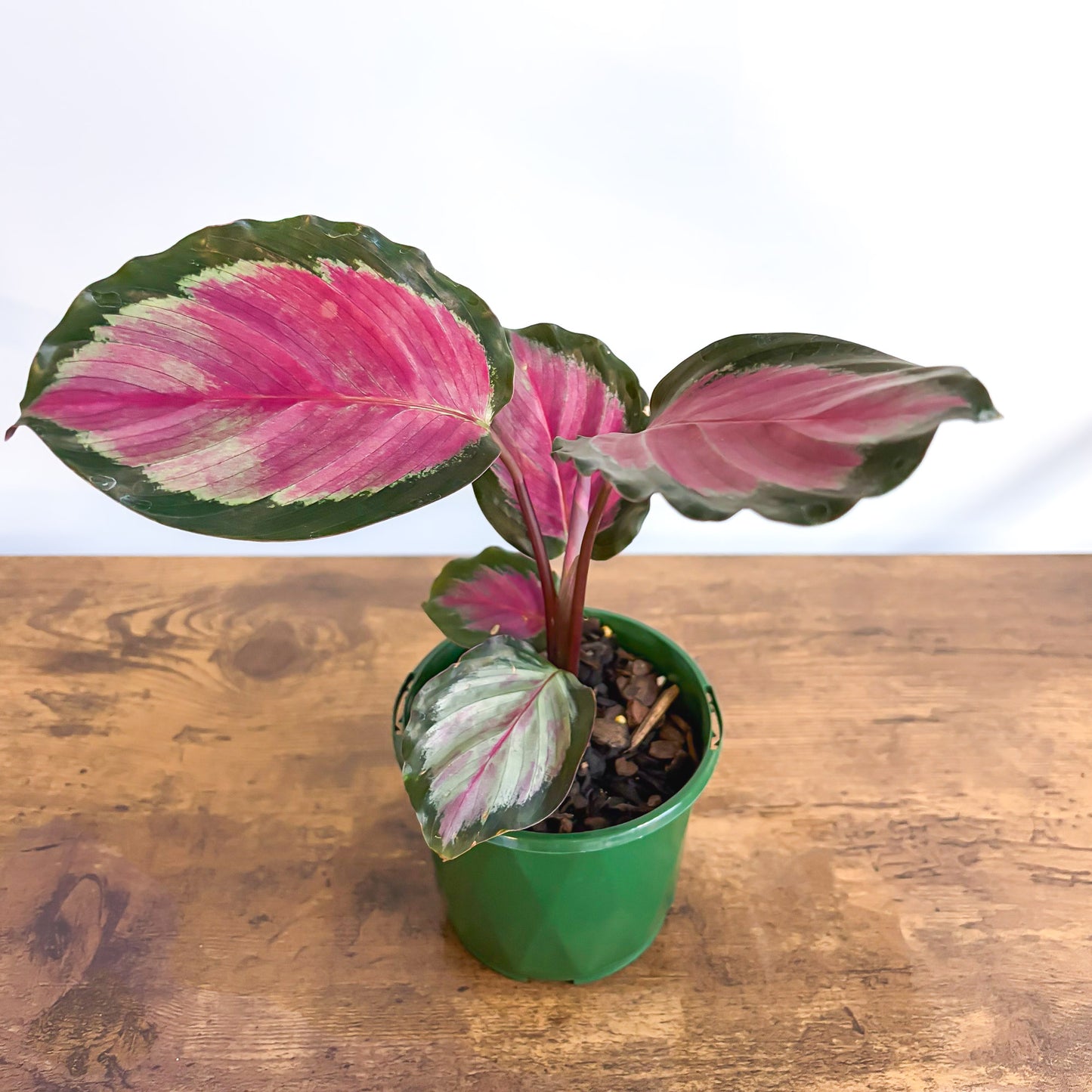 Calathea White Cloud | The Plant Boys