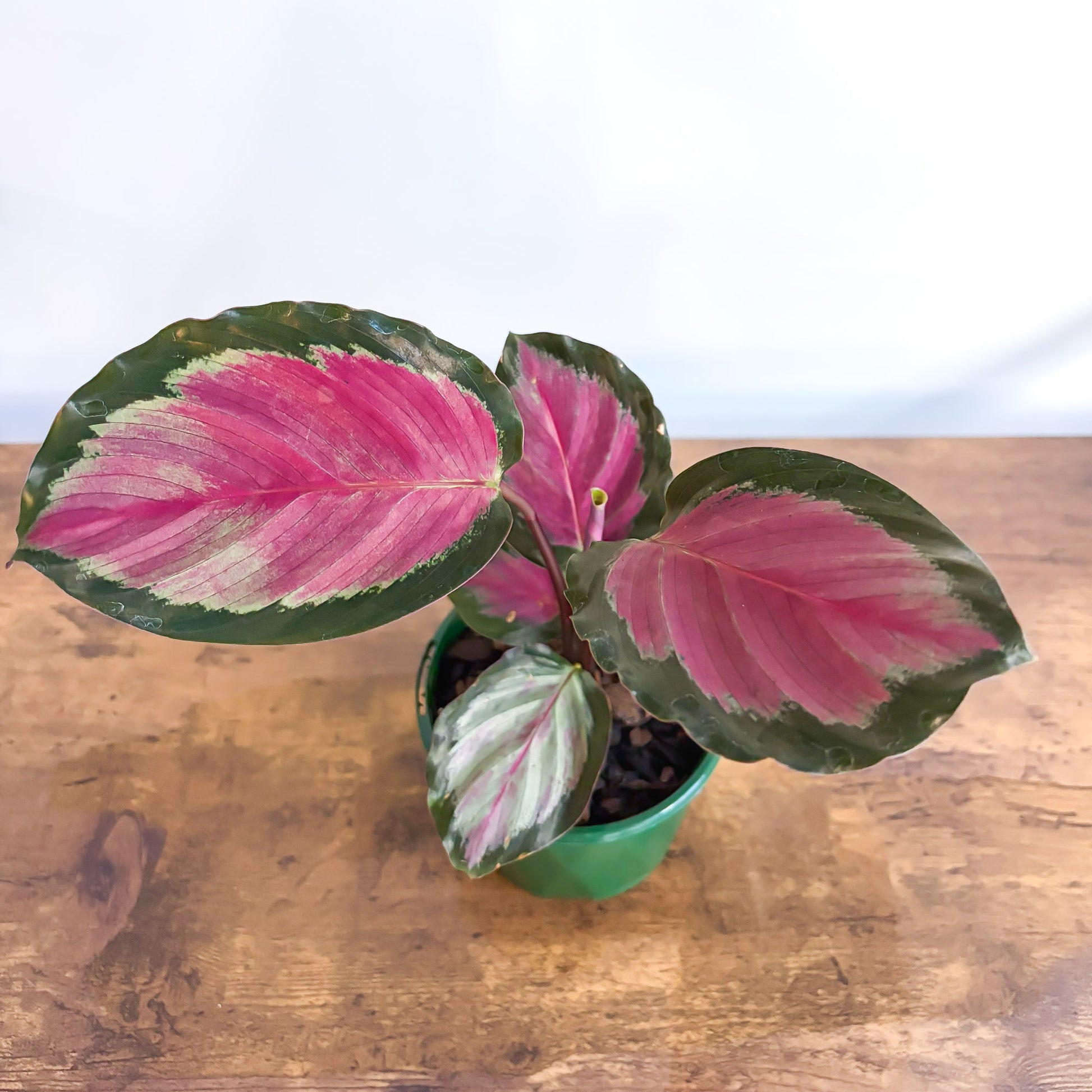 Calathea White Cloud | The Plant Boys