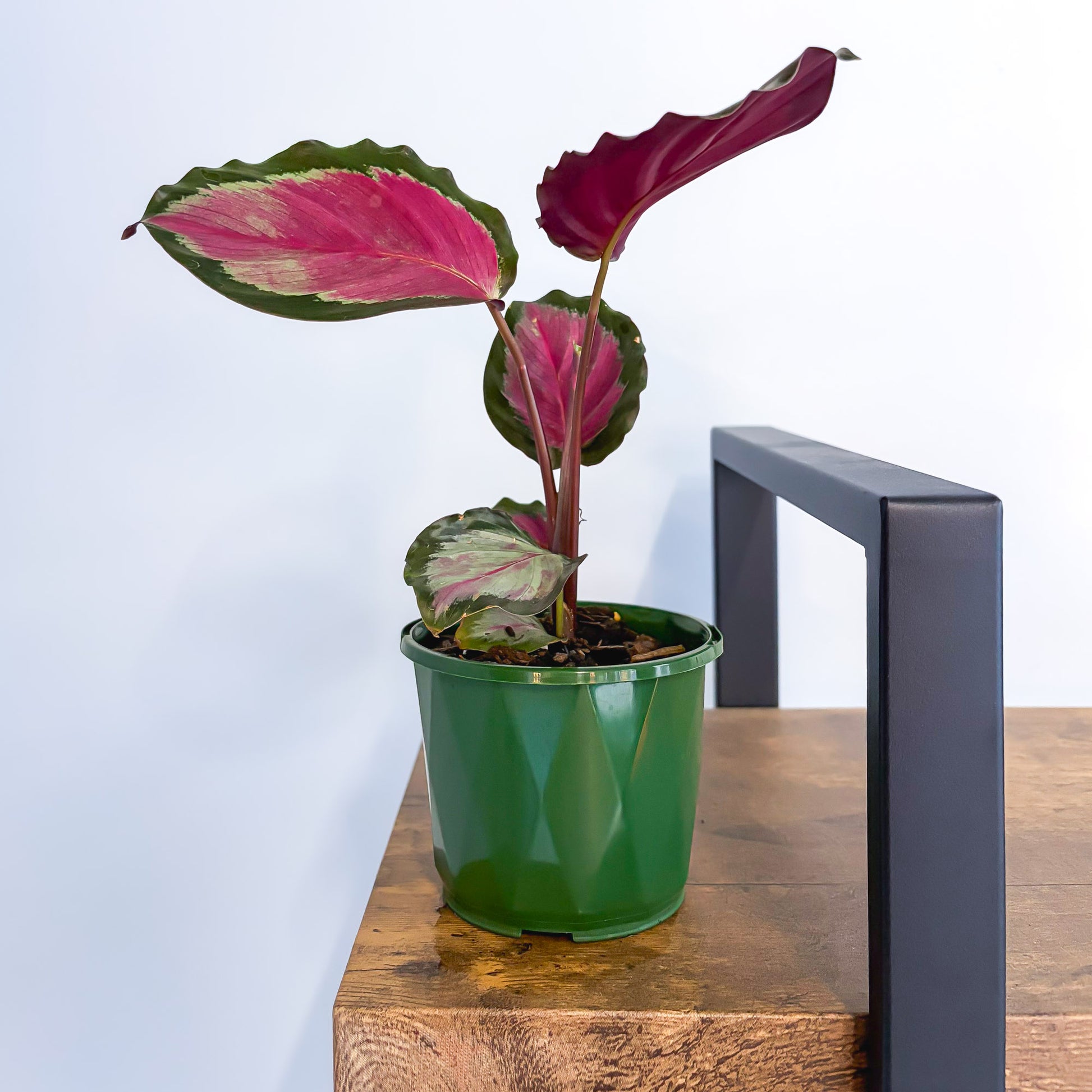 Calathea White Cloud | The Plant Boys