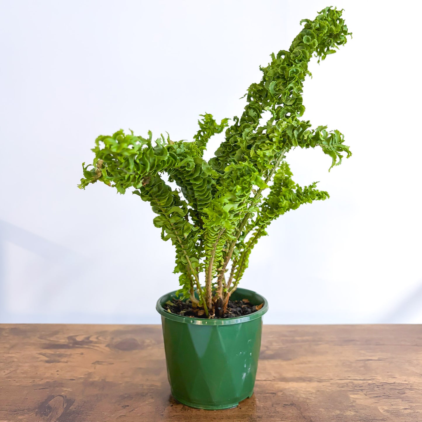 Nephrolepis Exaltata Emina Curly Boston Fern | The Plant Boys
