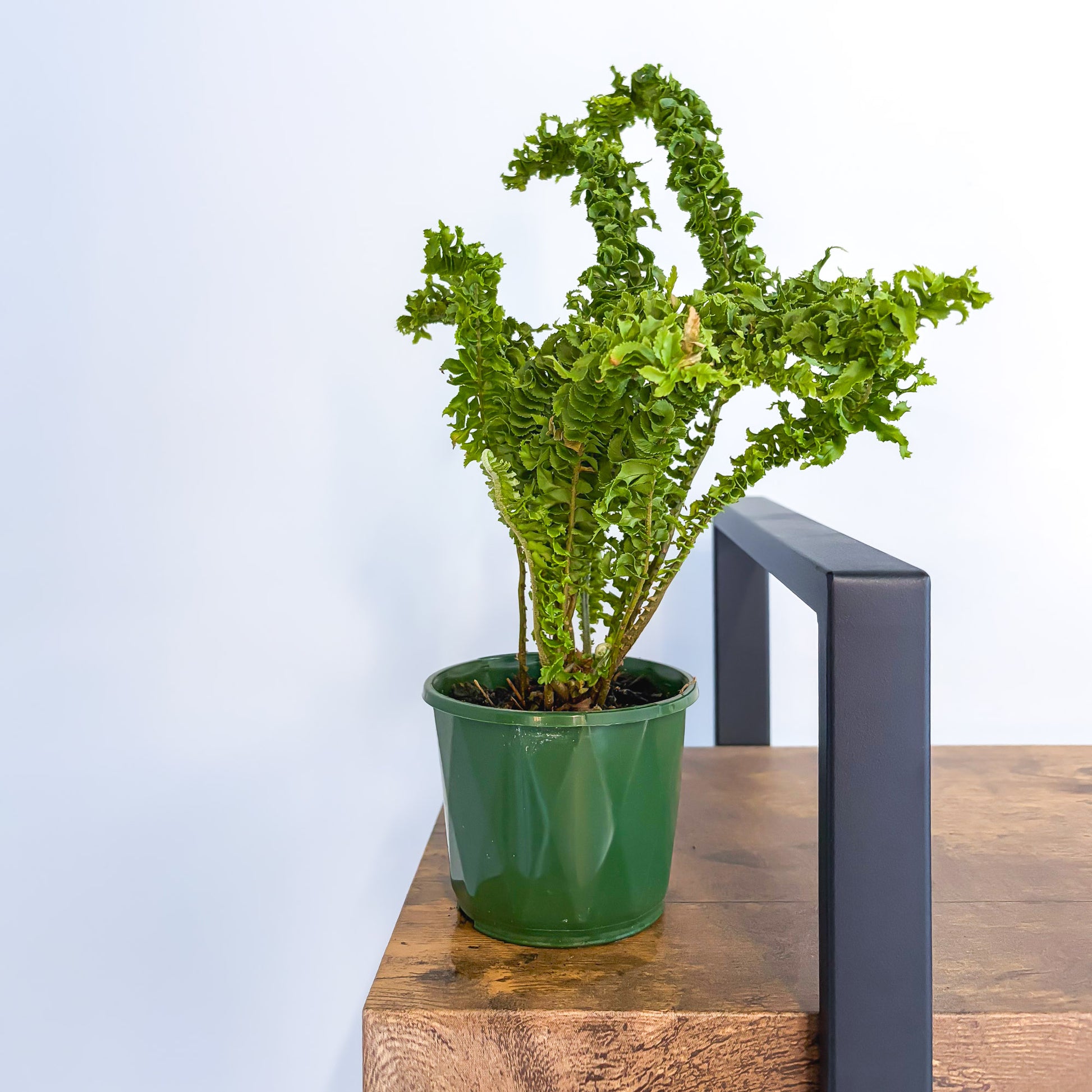 Nephrolepis Exaltata Emina Curly Boston Fern | The Plant Boys