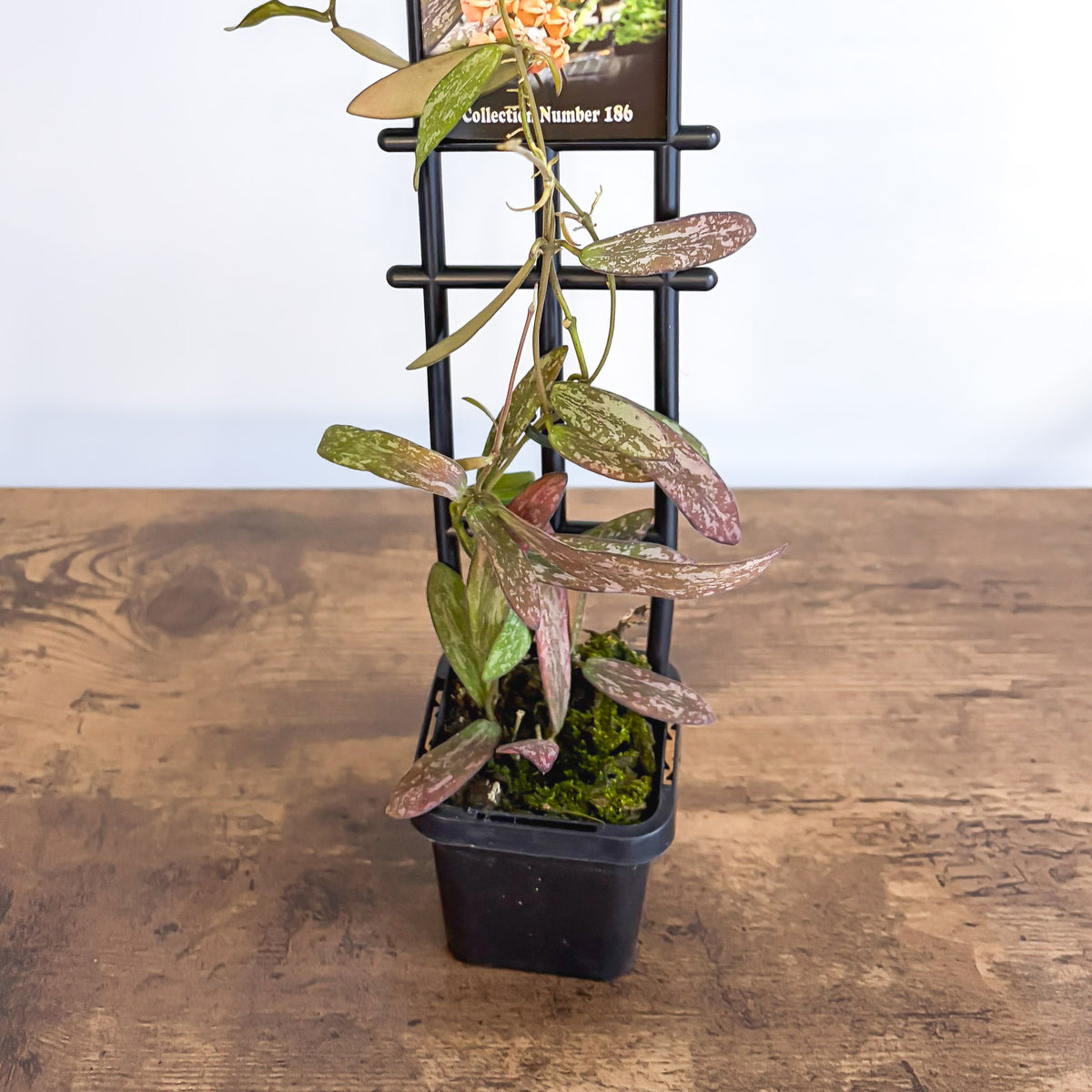 Hoya Sigillatis | The Plant Boys
