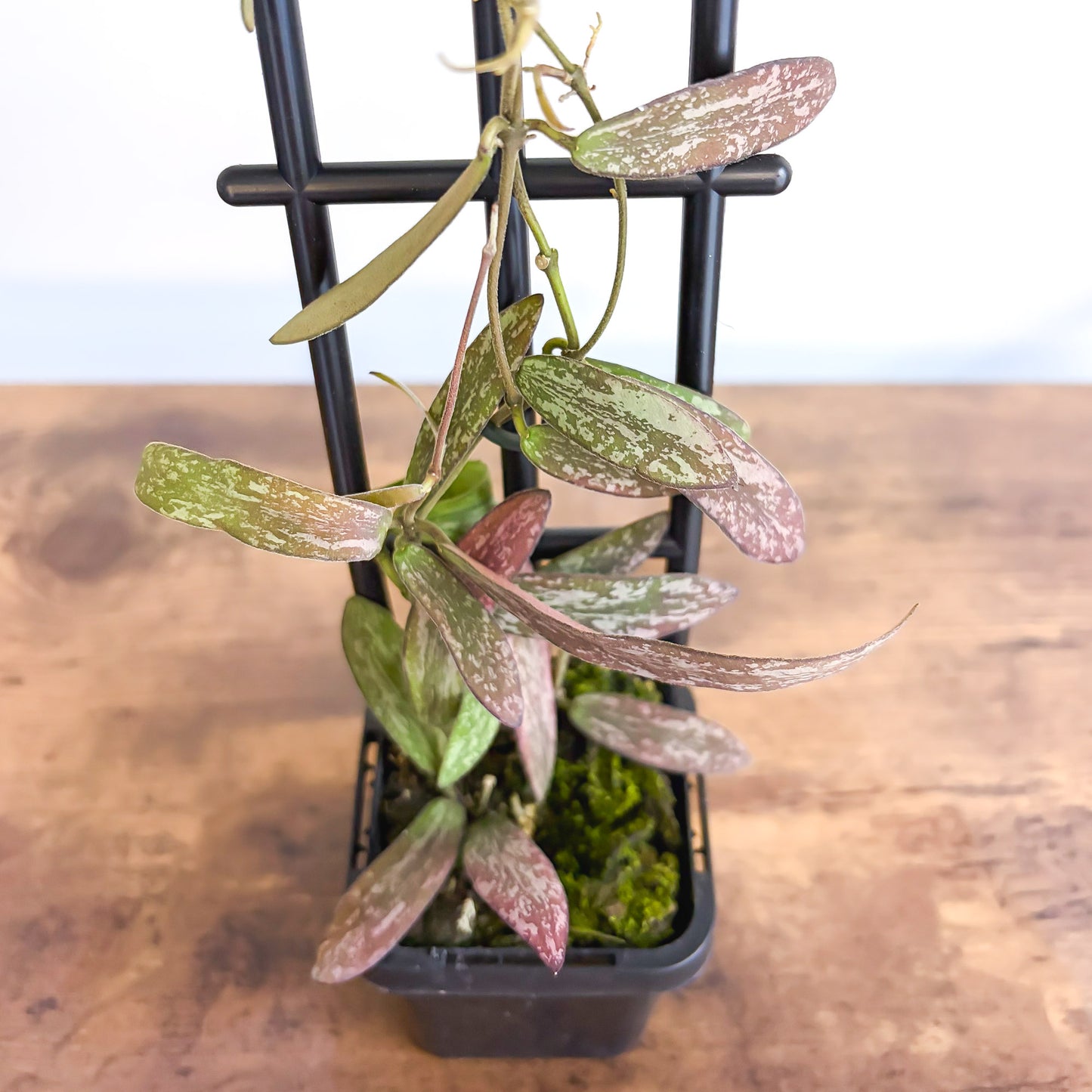 Hoya Sigillatis | The Plant Boys