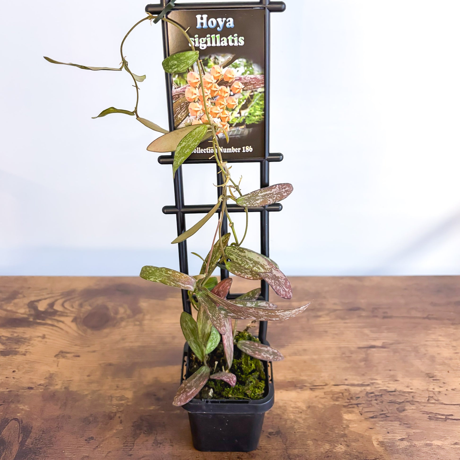 Hoya Sigillatis | The Plant Boys