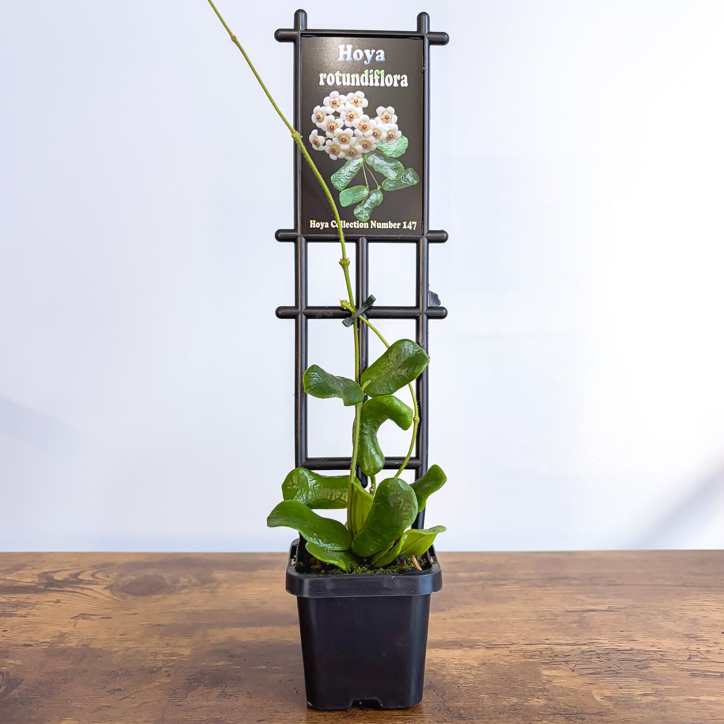 Hoya Rotundiflora | The Plant Boys