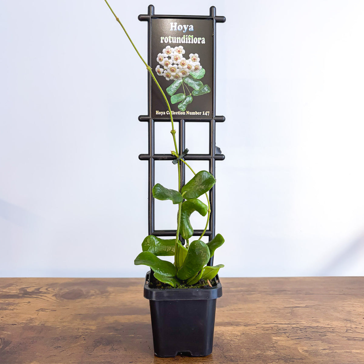 Hoya Rotundiflora | The Plant Boys