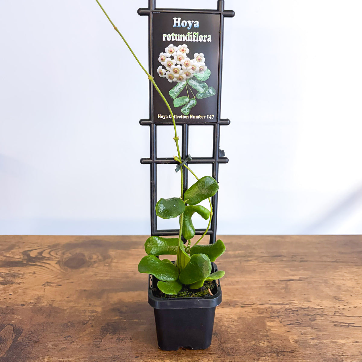 Hoya Rotundiflora | The Plant Boys