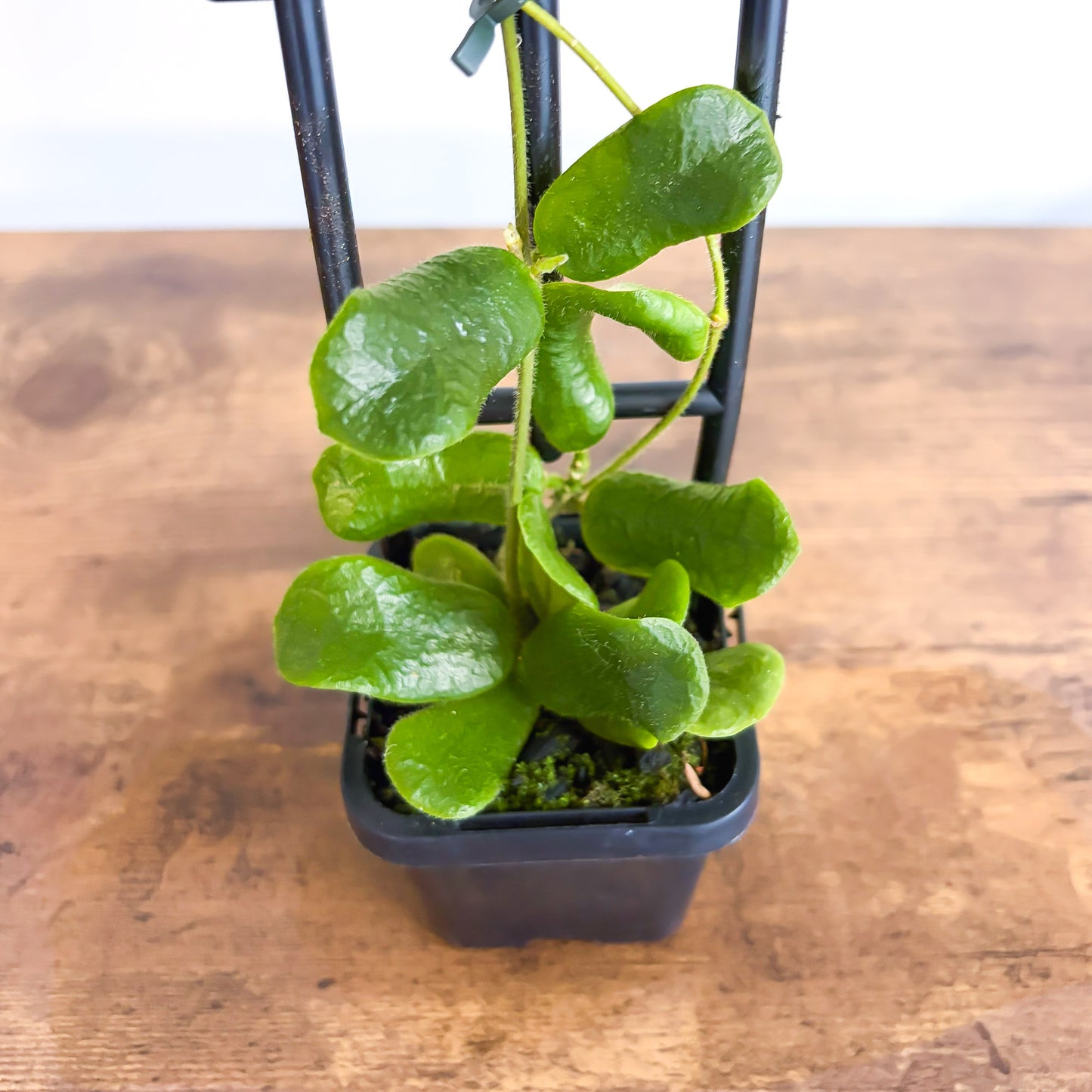 Hoya Rotundiflora | The Plant Boys
