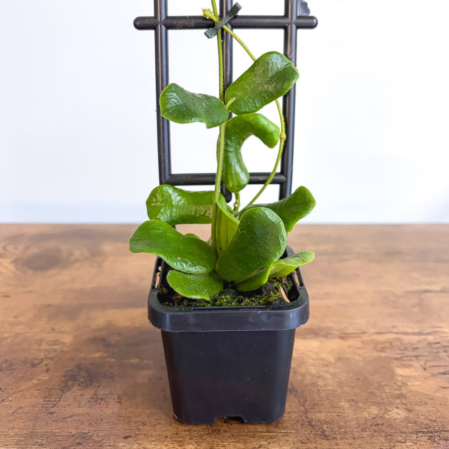 Hoya Rotundiflora | The Plant Boys