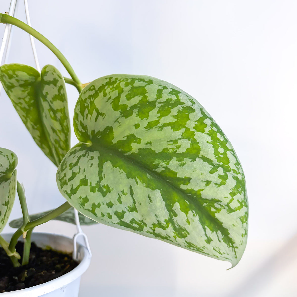 Scindapsus Exotica | The Plant Boys