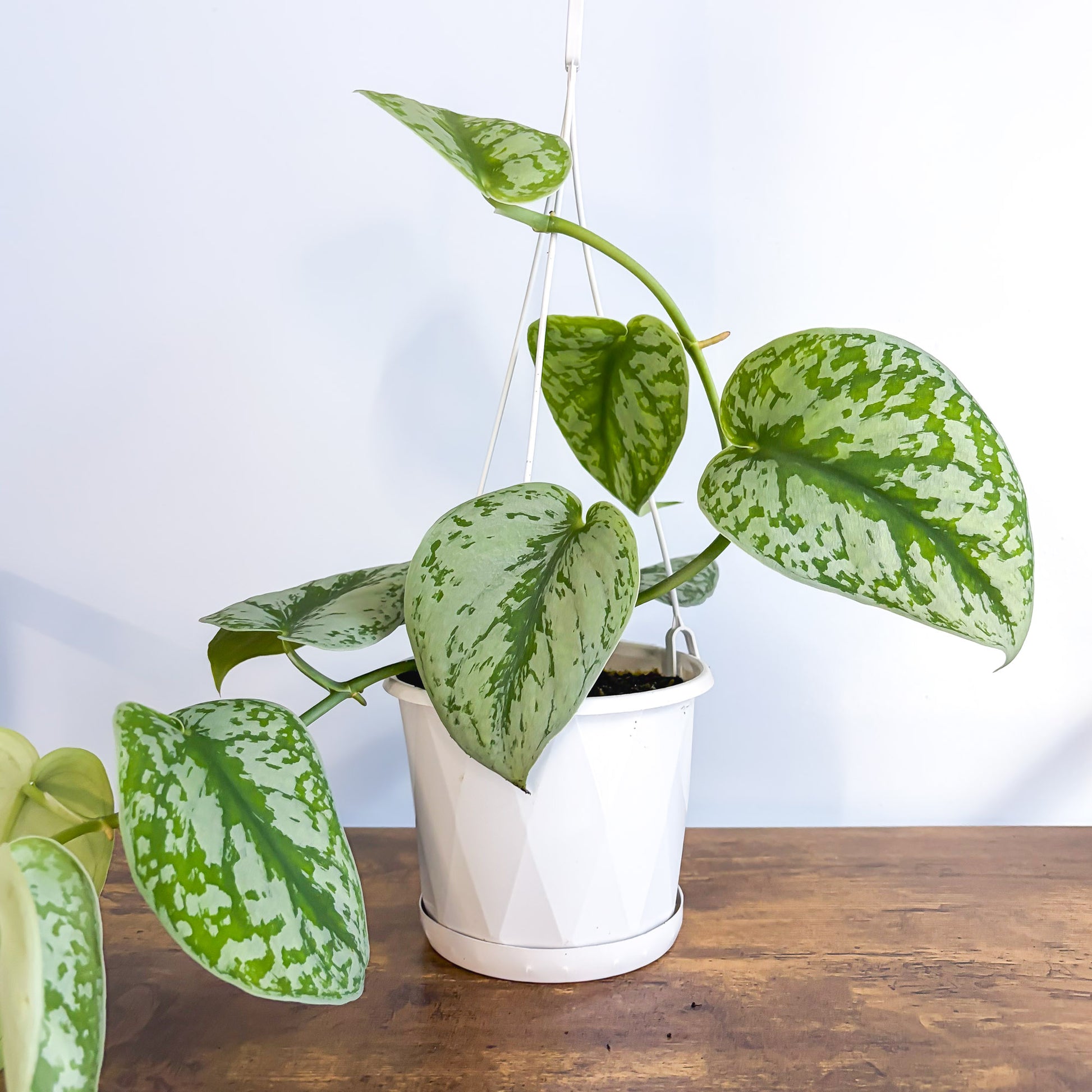 Scindapsus Exotica | The Plant Boys