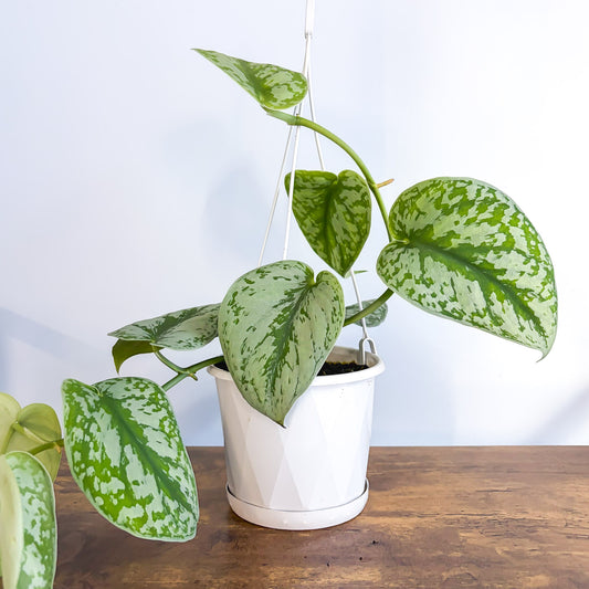Scindapsus Exotica in 130mm Hanging Basket