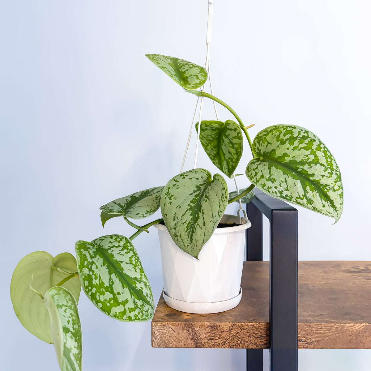 Scindapsus Exotica | The Plant Boys