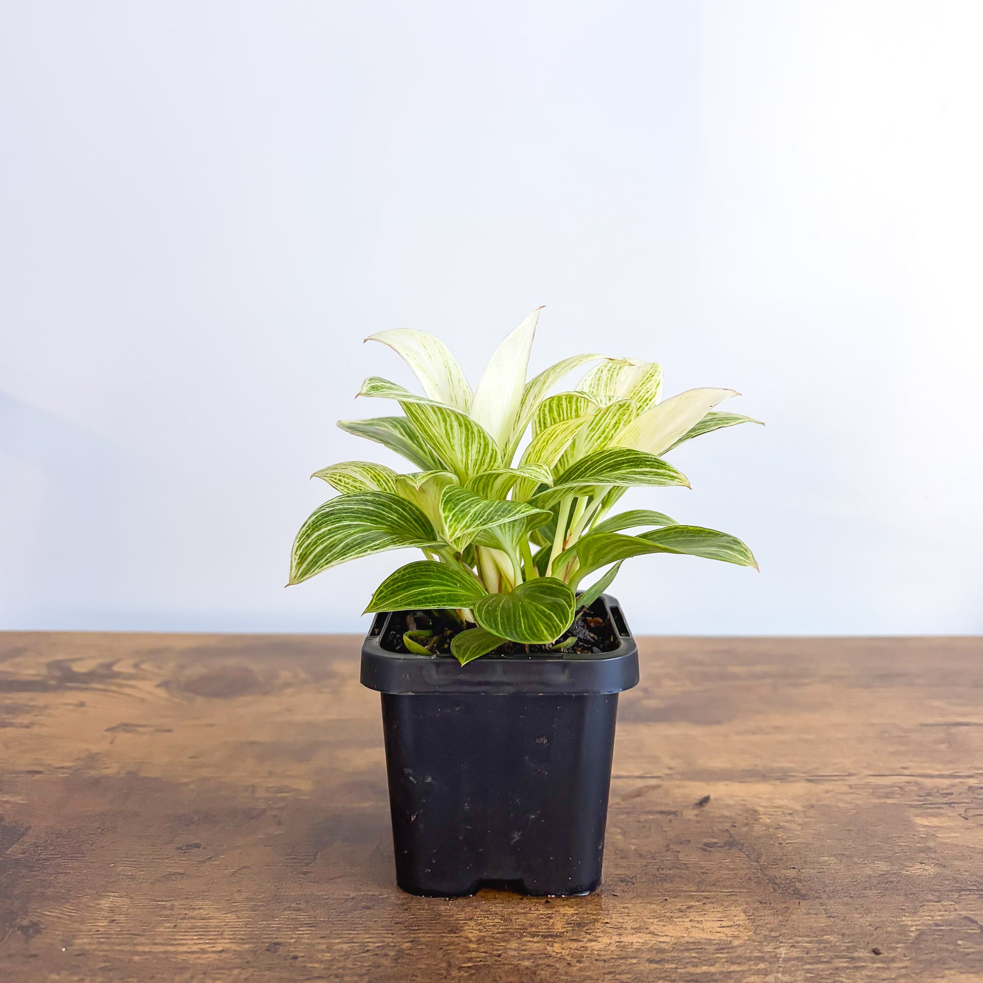 Philodendron White Measure in 66mm Pot