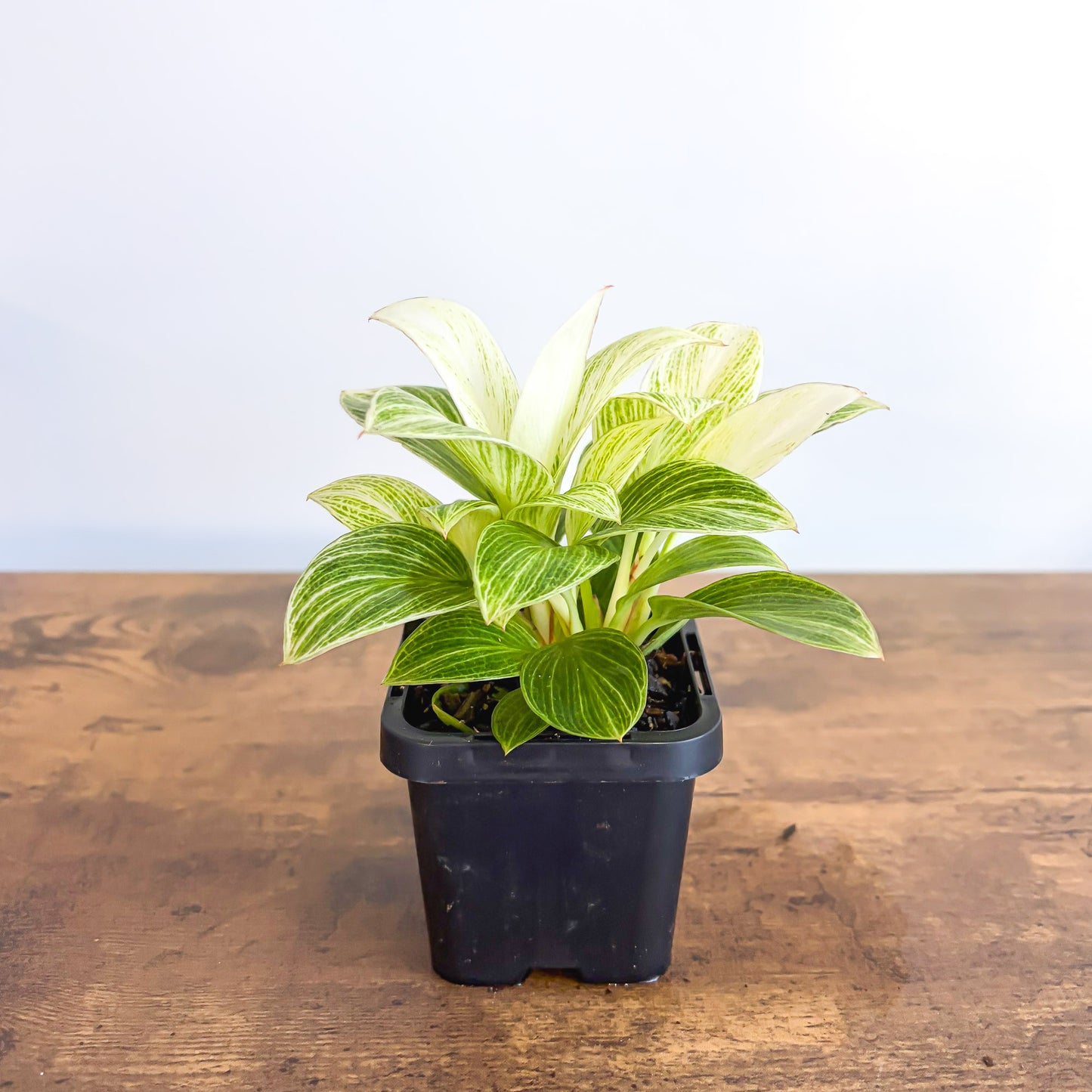 Philodendron White Measure in 66mm Pot