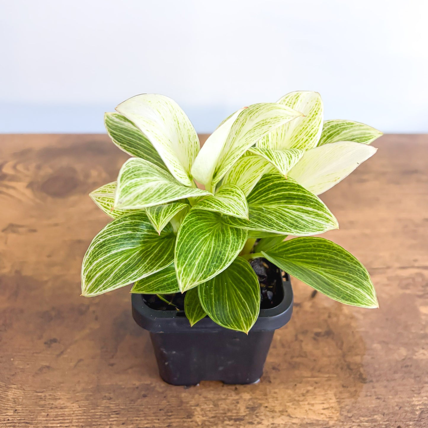 Philodendron White Measure in 66mm Pot