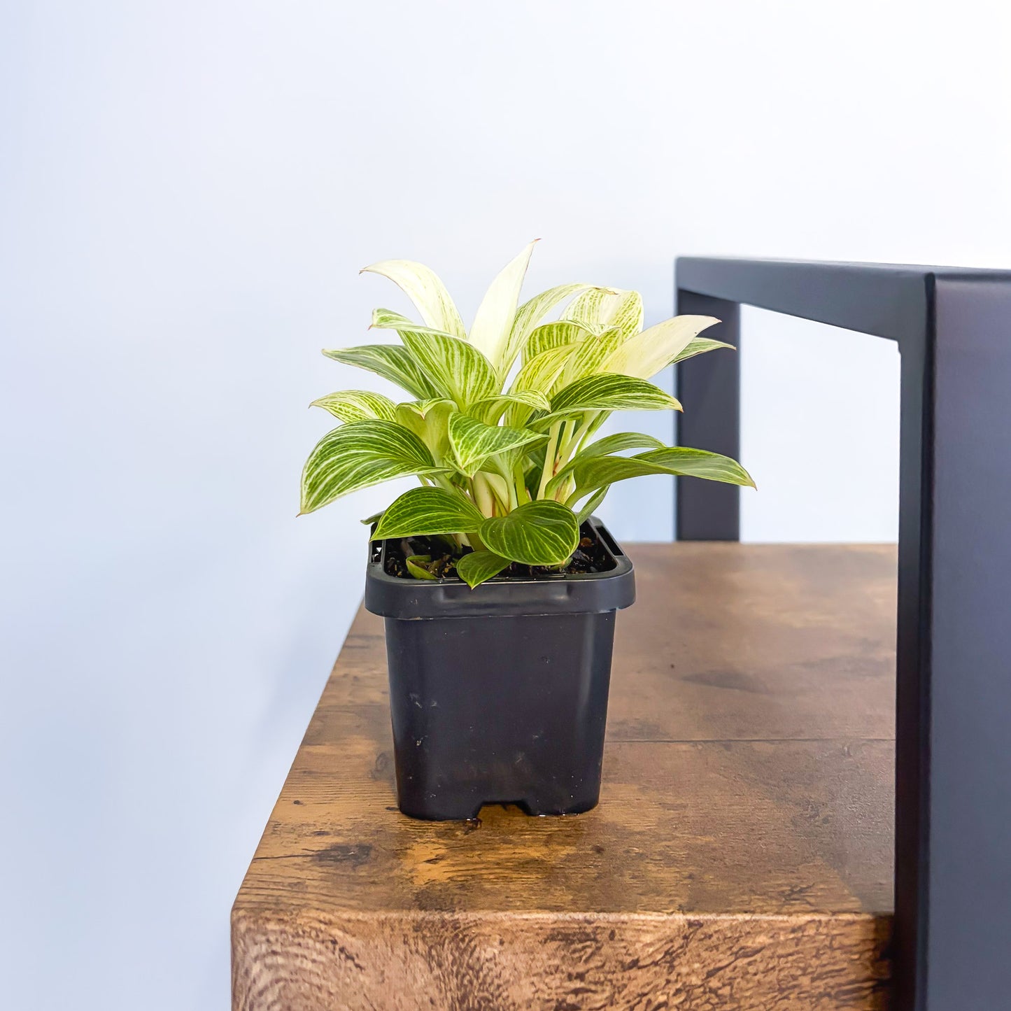 Philodendron White Measure in 66mm Pot