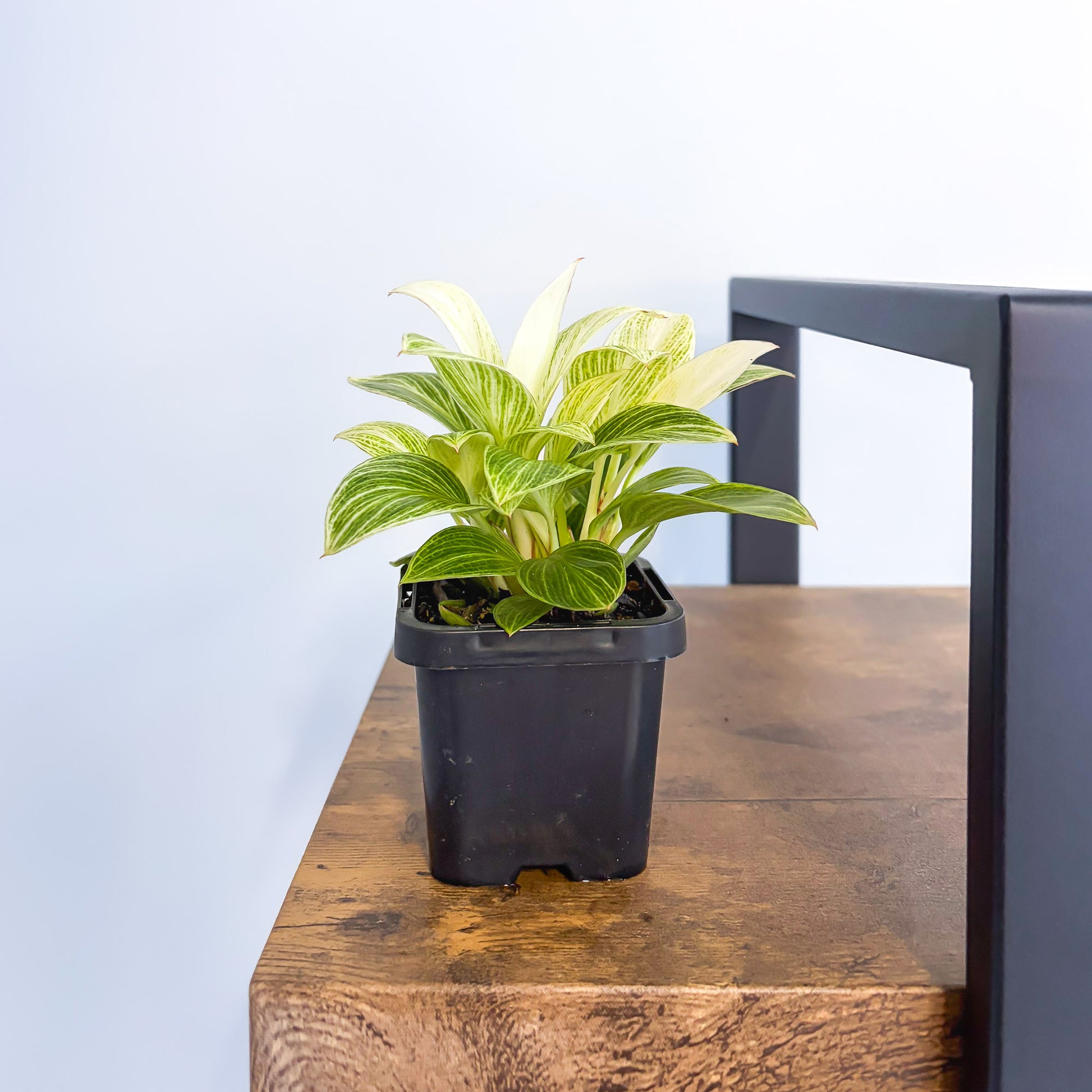 Philodendron White Measure in 66mm Pot