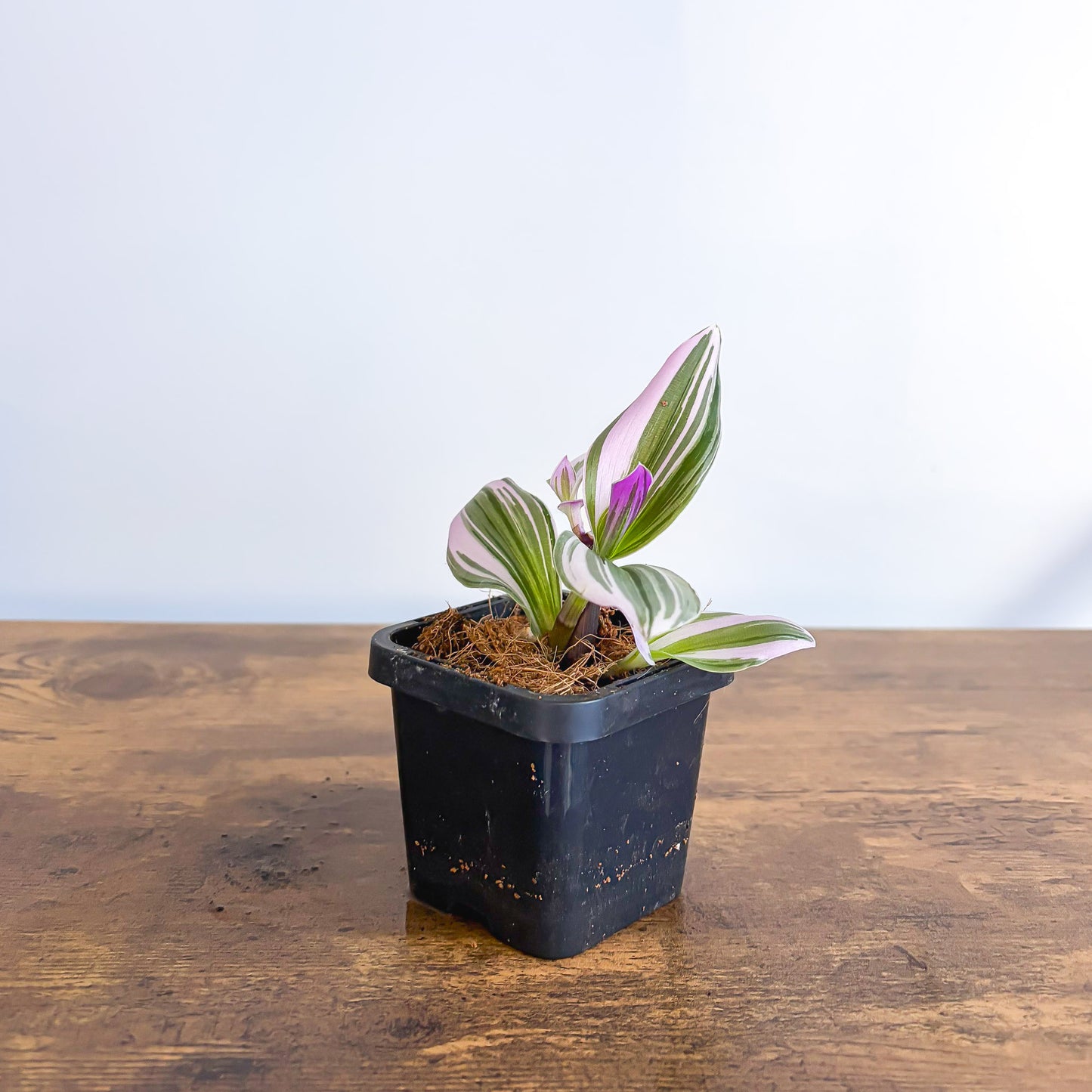Tradescantia Bubblegum Lilac in 66mm Pot