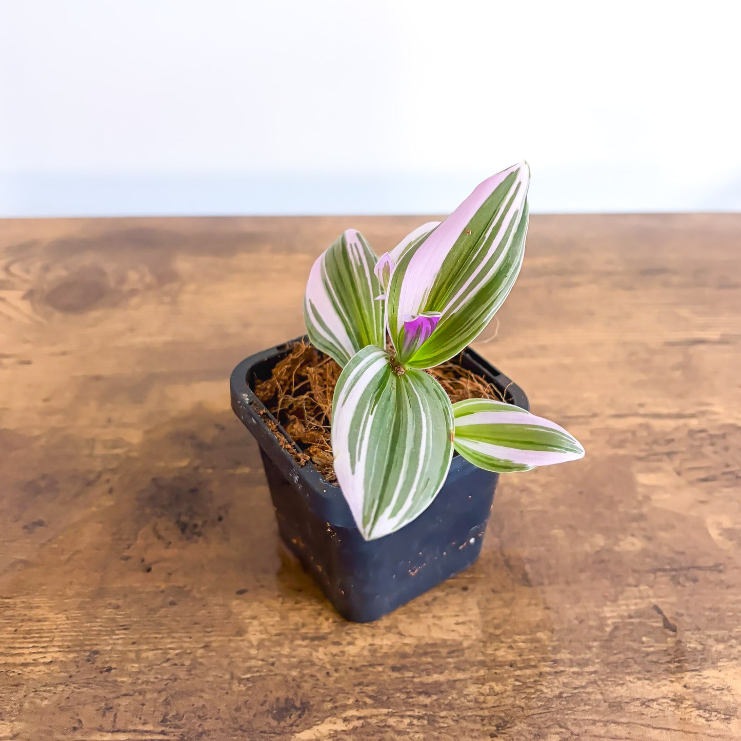 Tradescantia Bubblegum Lilac in 66mm Pot