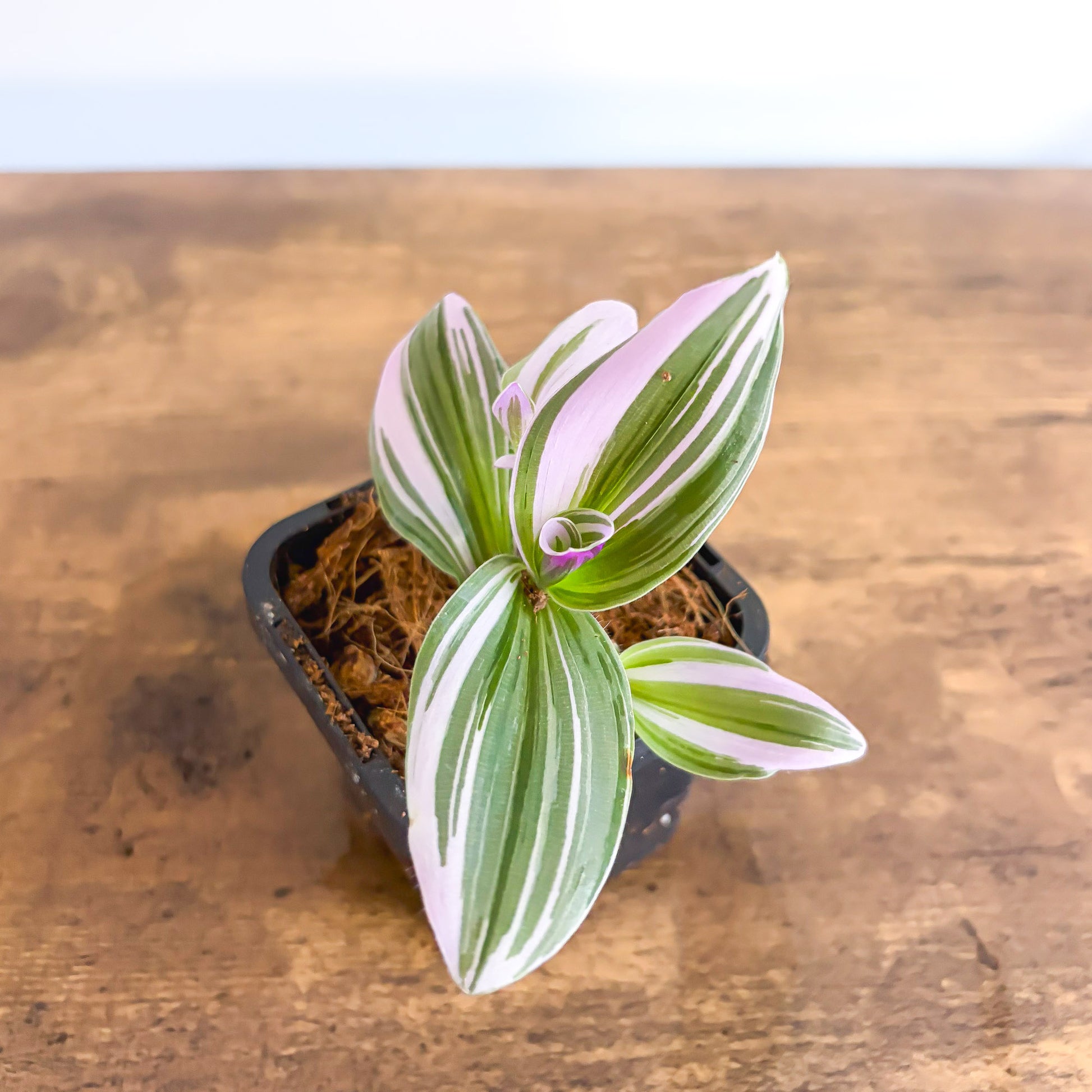 Tradescantia Bubblegum Lilac in 66mm Pot