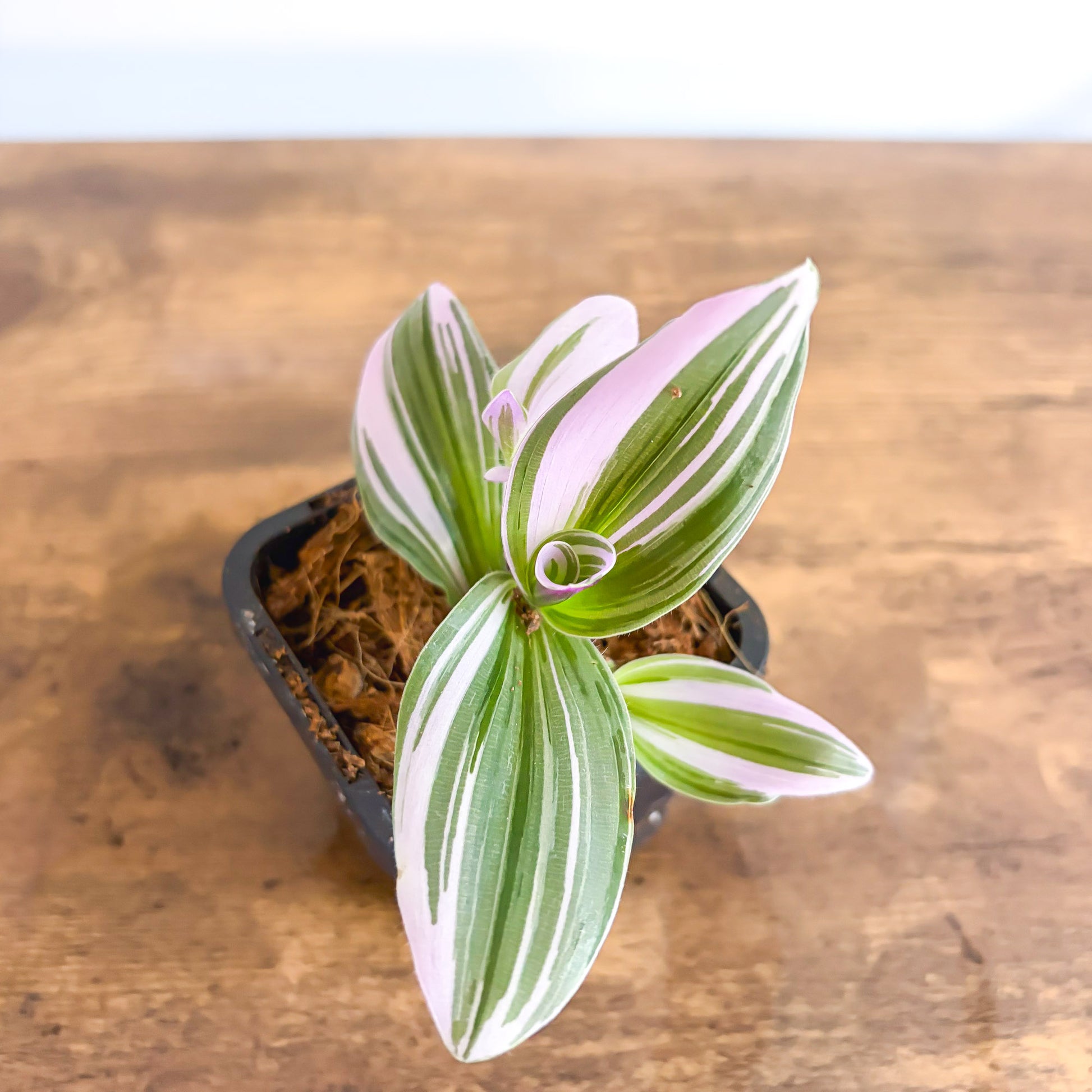 Tradescantia Bubblegum Lilac in 66mm Pot