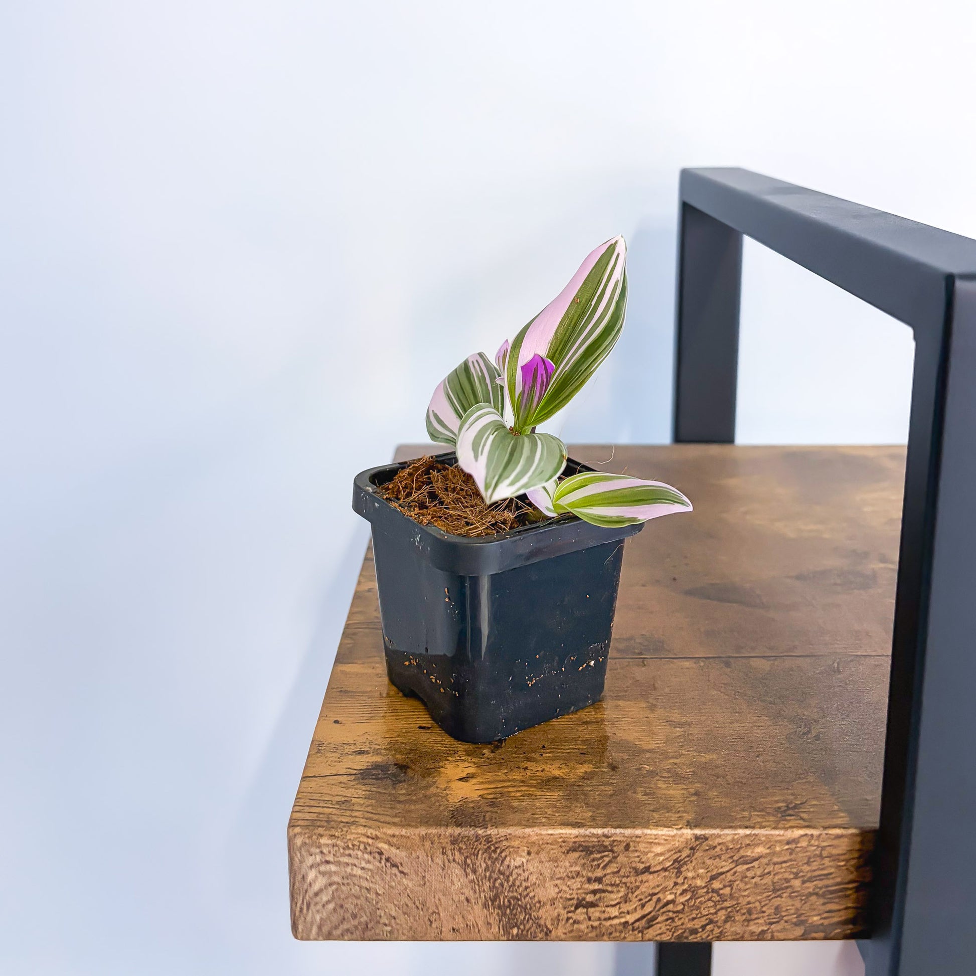 Tradescantia Bubblegum Lilac in 66mm Pot