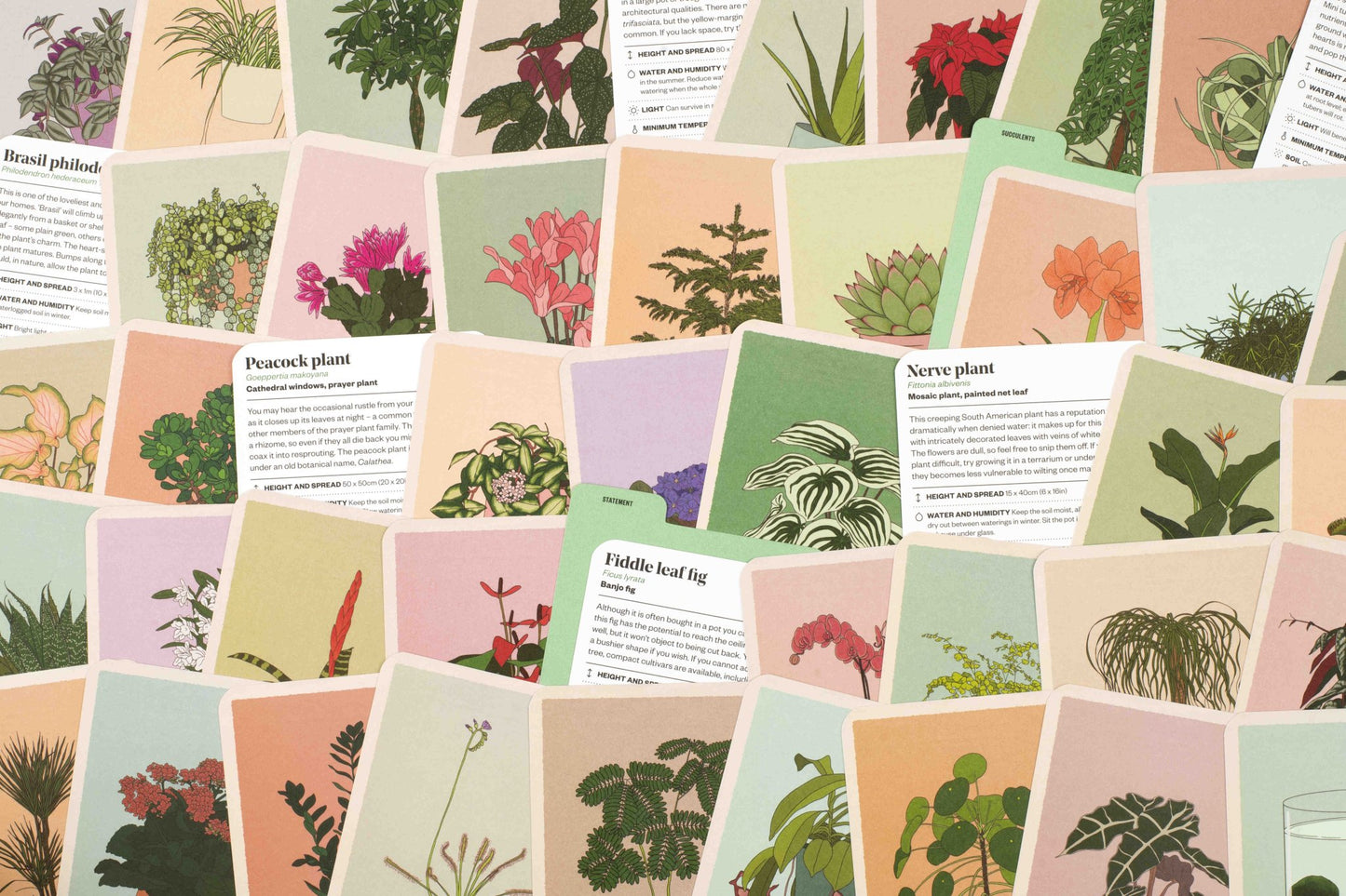 Houseplant Gardener in a Box | The Plant Boys