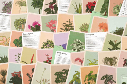 Houseplant Gardener in a Box | The Plant Boys