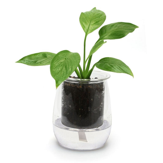 Mini Glass Self-Watering Pot