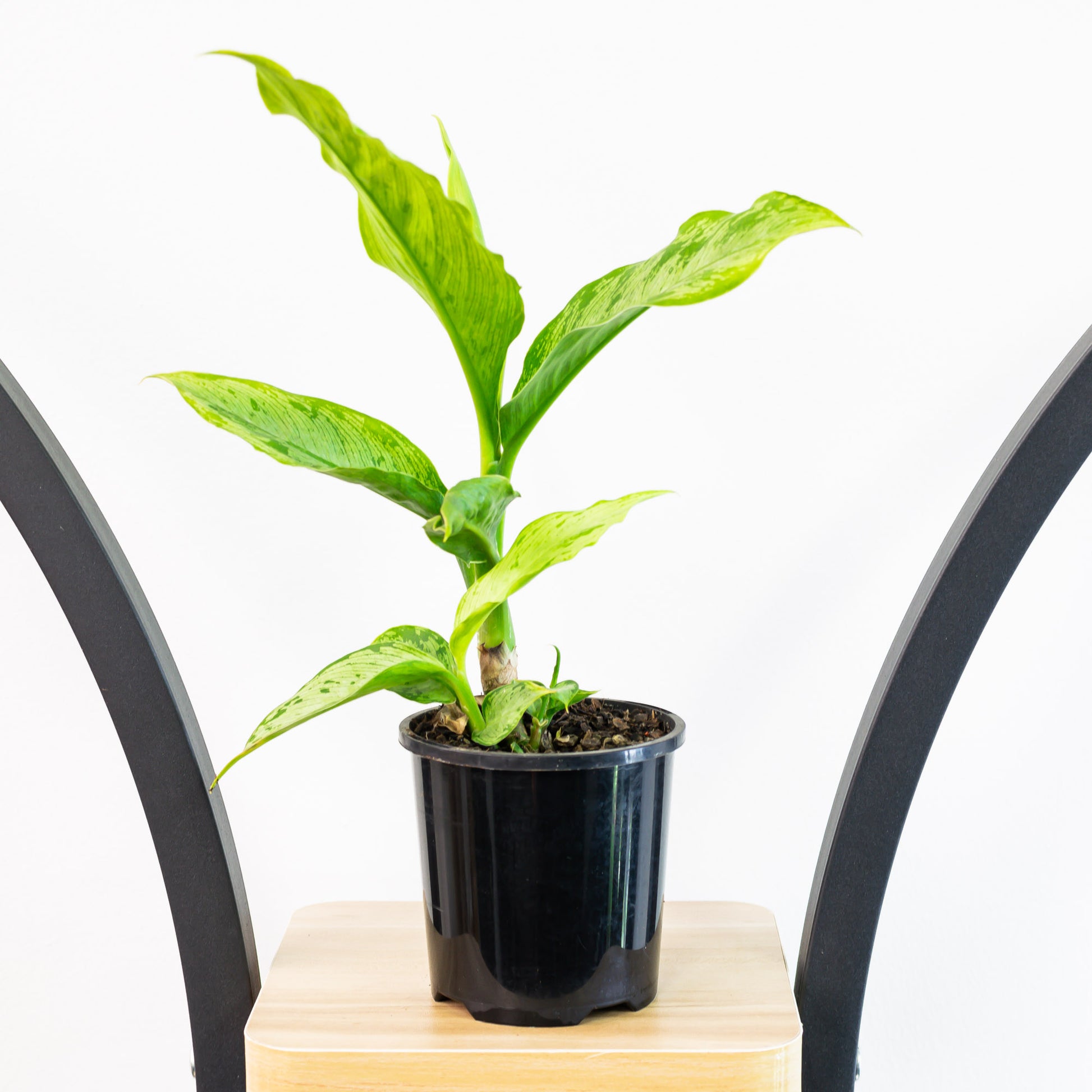 dieffenbachia memoria corsii care Dieffenbachia Memoria Corsii – The Plant Boys
