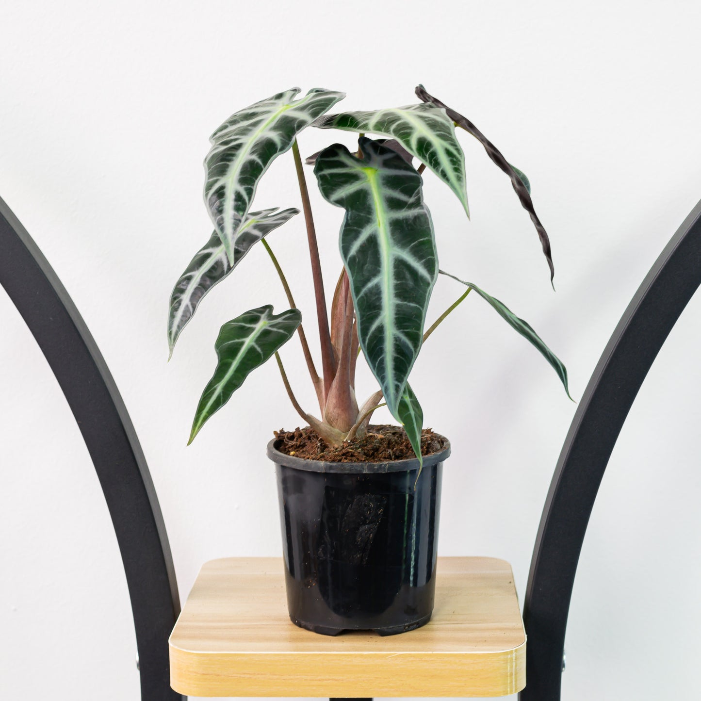 Alocasia Bambino