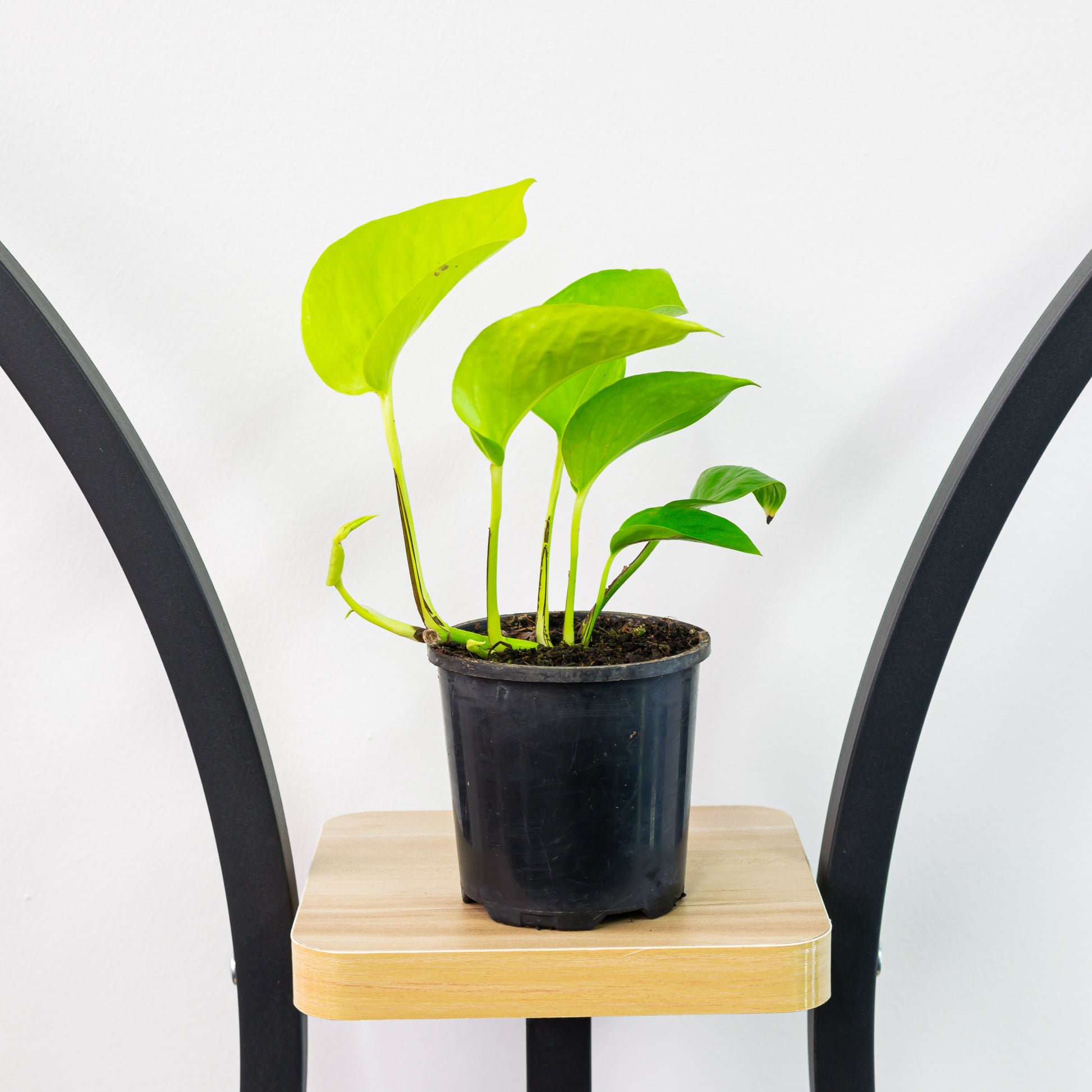philodendron goldilocks Pothos Goldilocks – The Plant Boys