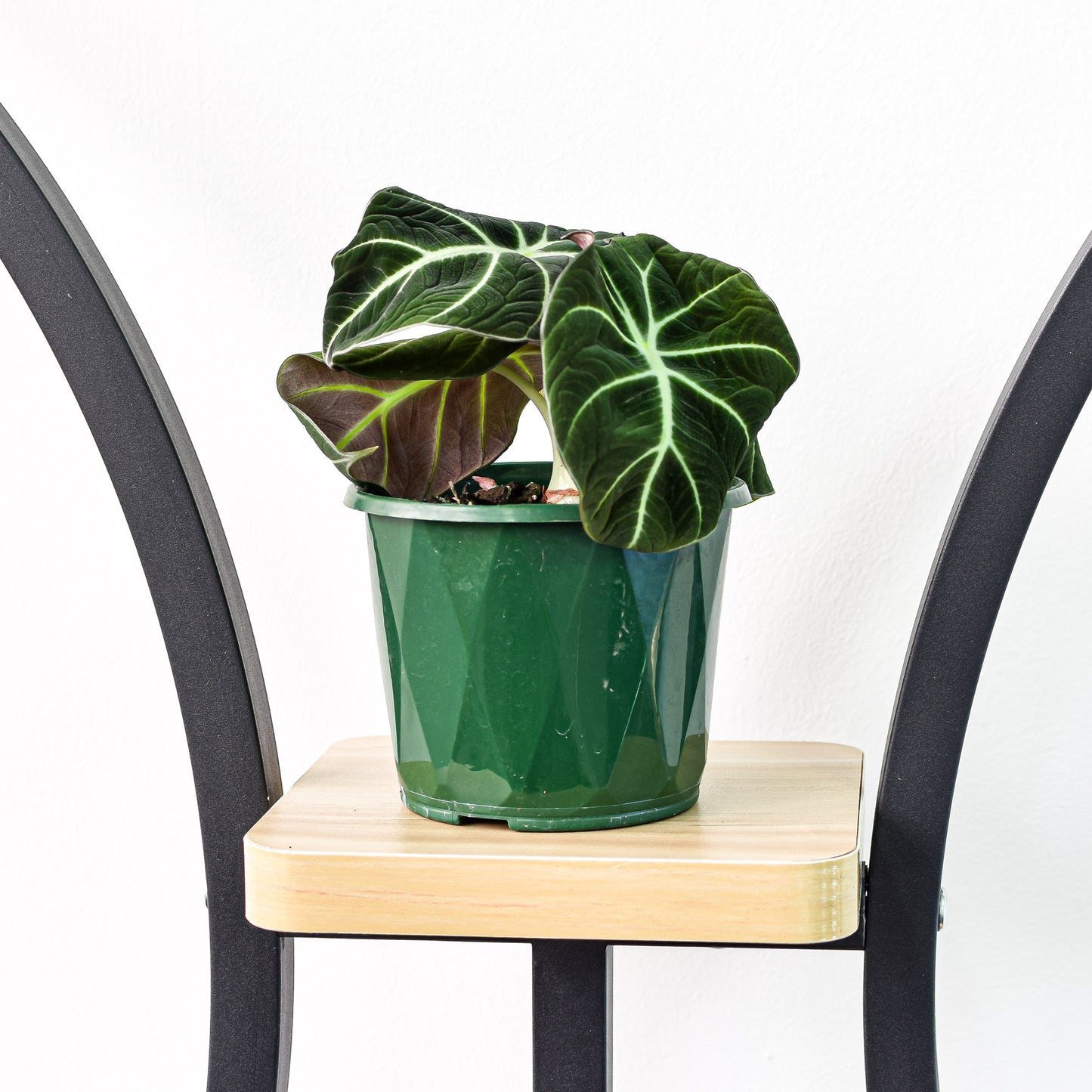 Alocasia Black Velvet