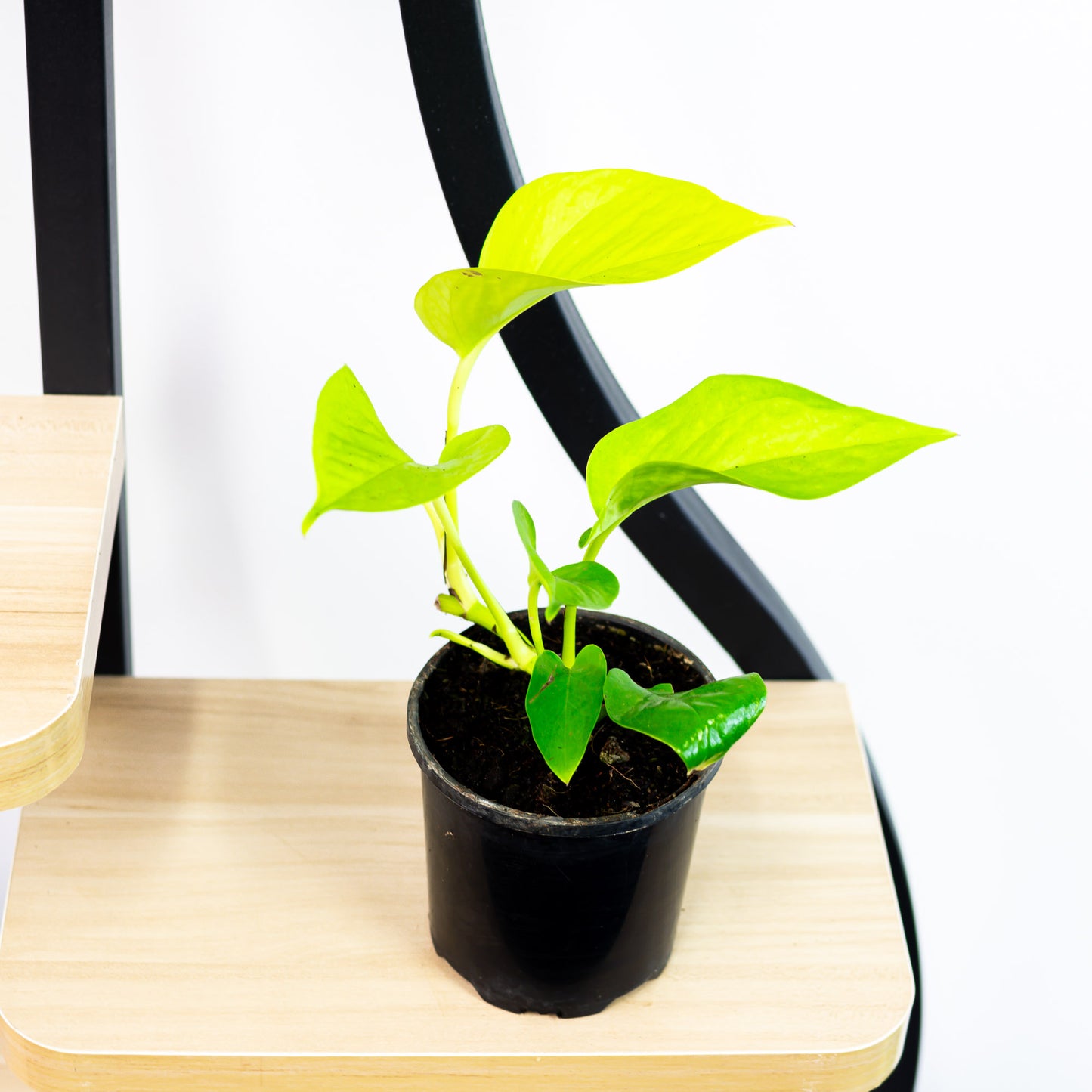 Pothos Goldilocks