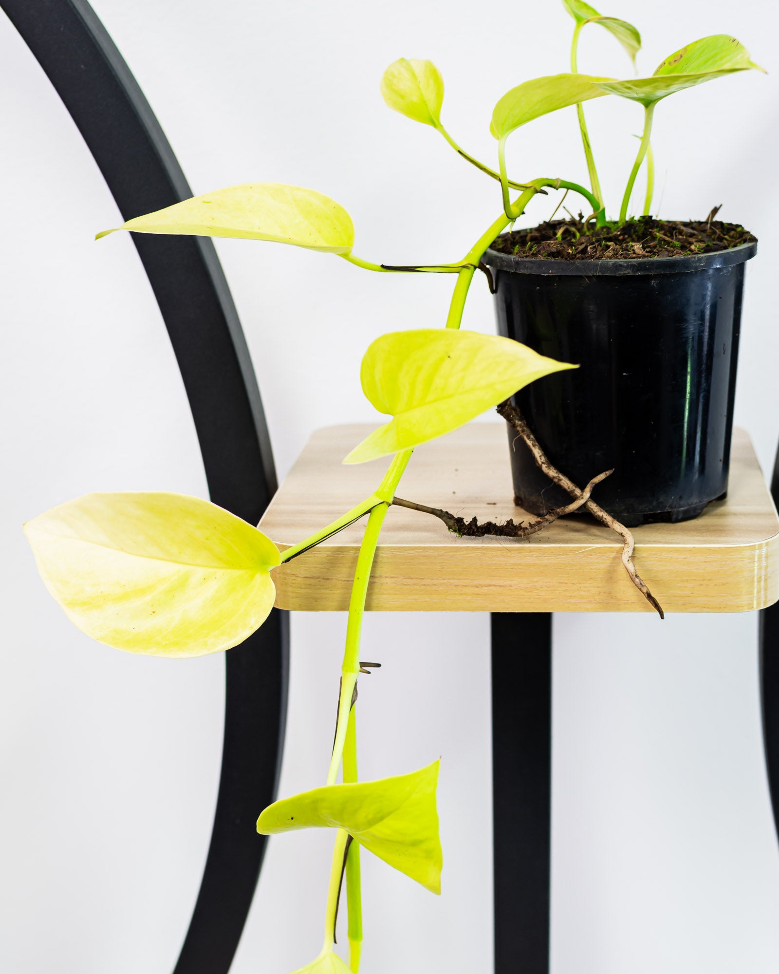 pothos goldilocks Pothos Goldilocks – The Plant Boys