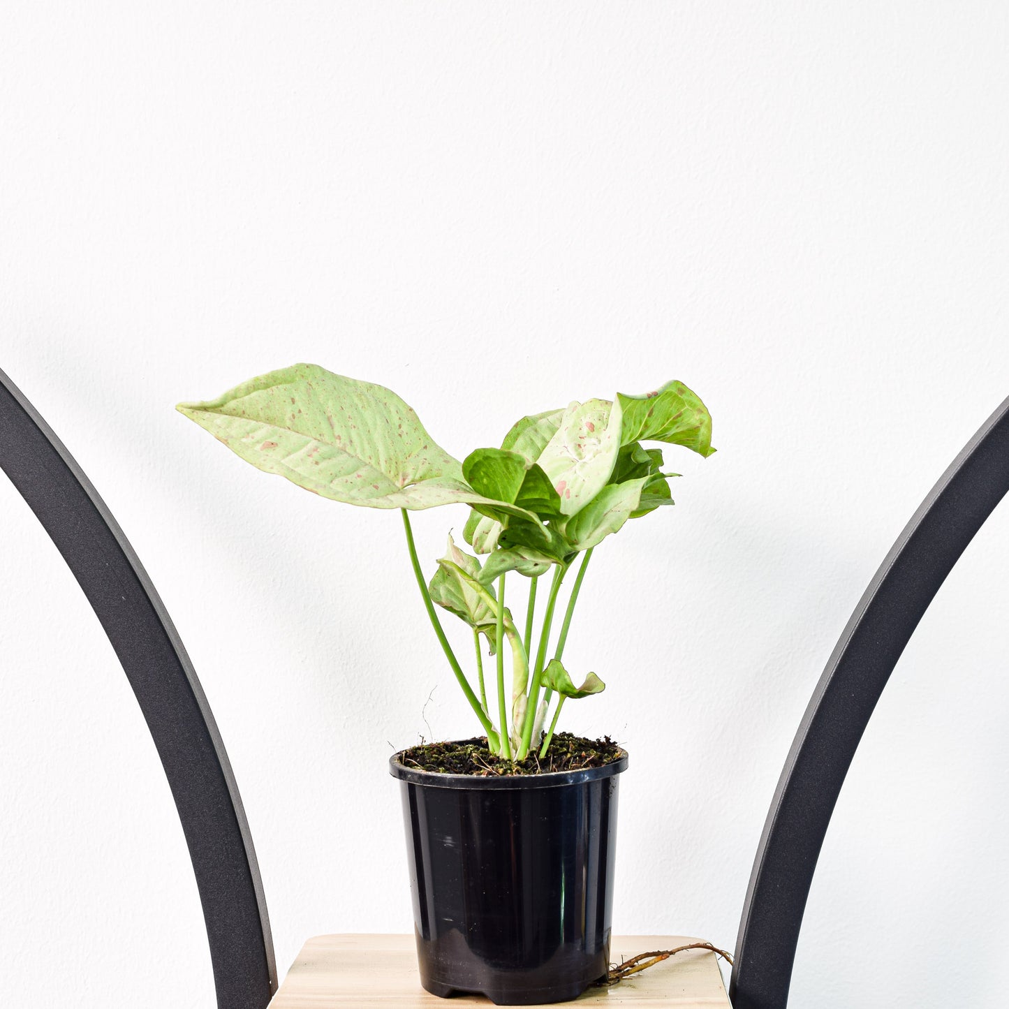 Syngonium Confetti