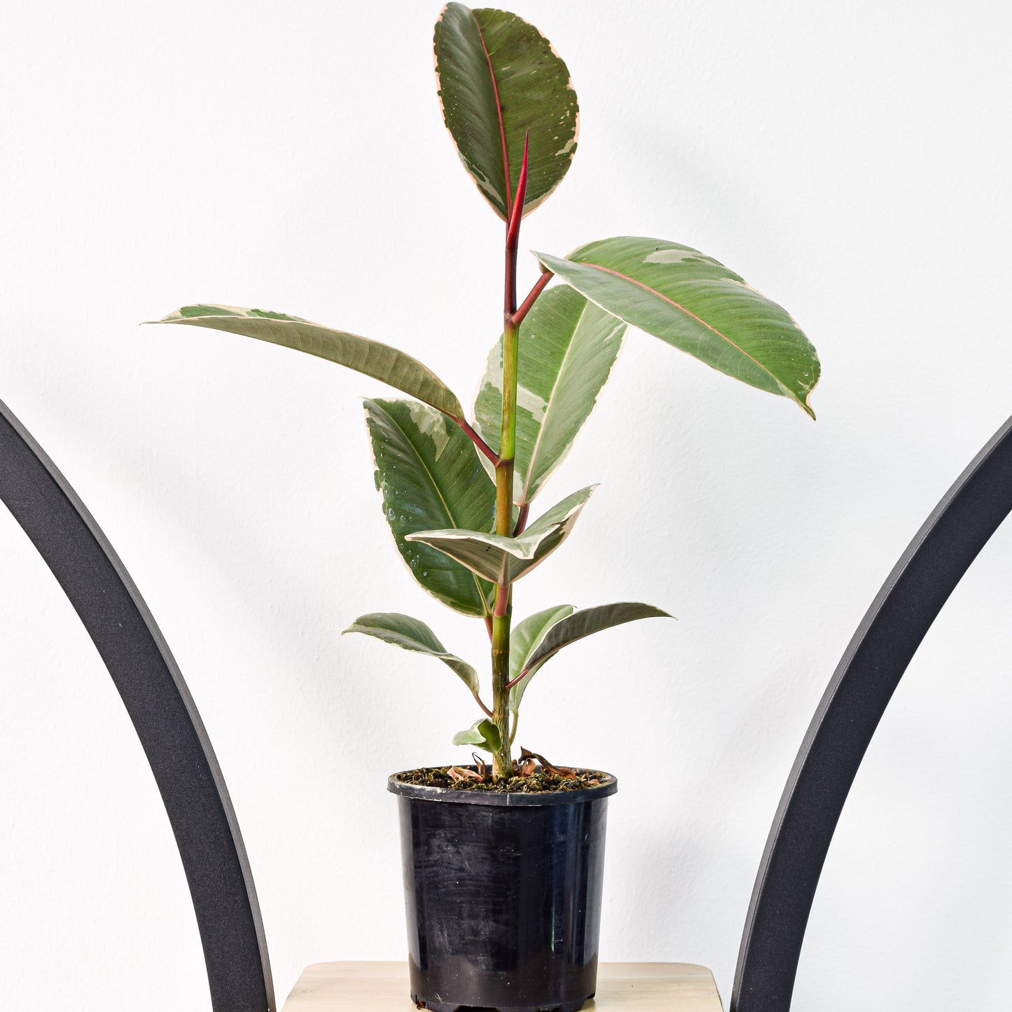 Ficus Elastica Tineke