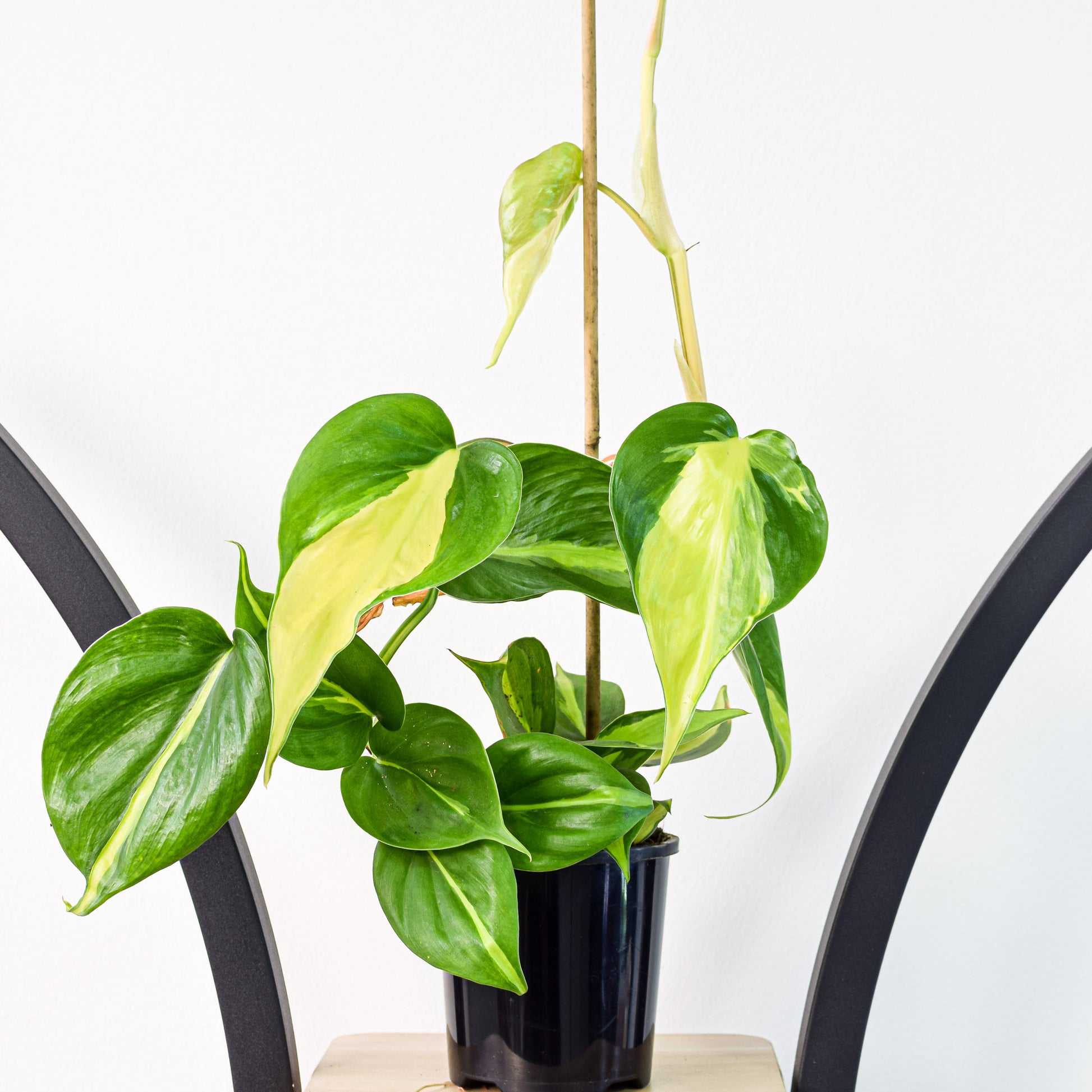 Philodendron Brasil | The Plant Boys