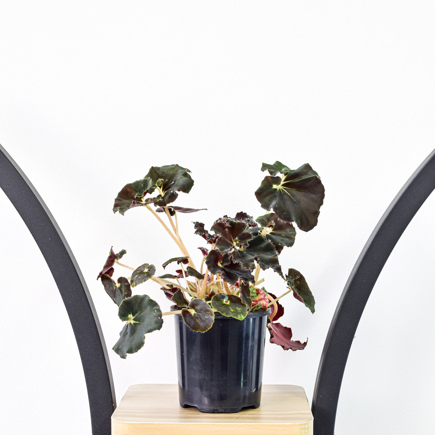 Begonia Black Mamba