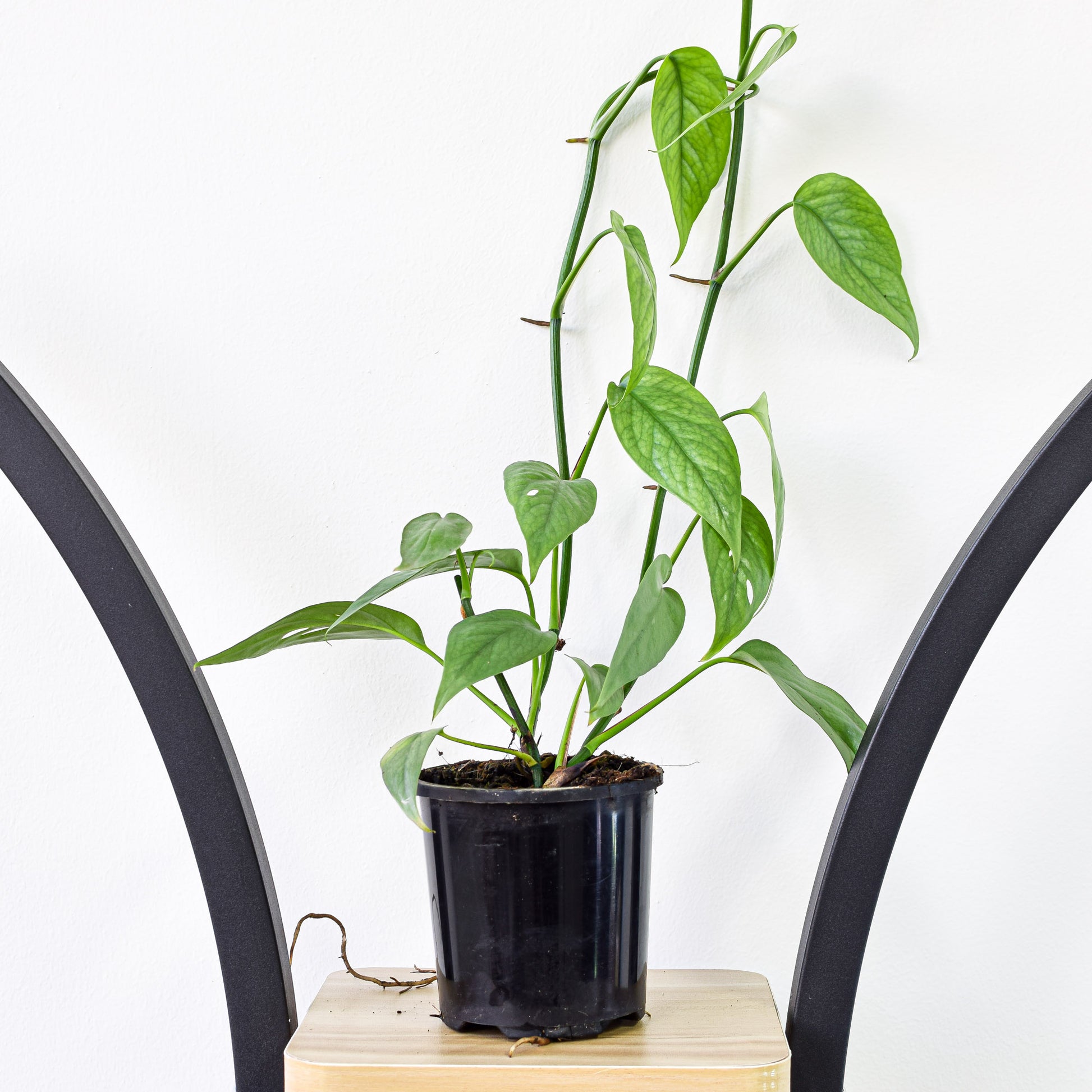 cebu blue pothos australia Pothos Cebu Blue – The Plant Boys