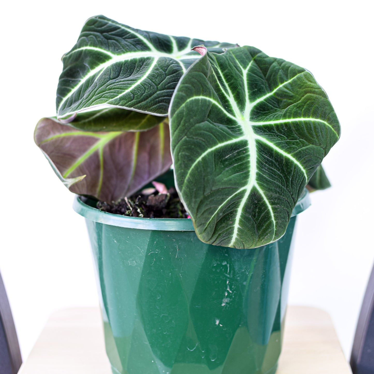 Alocasia Black Velvet