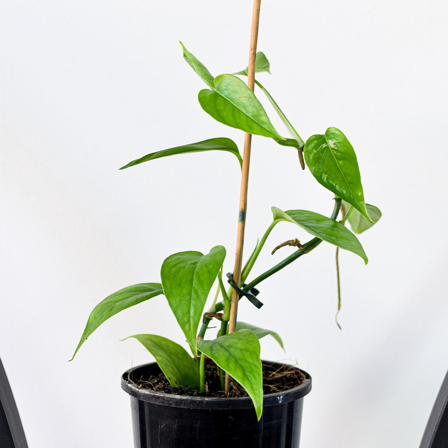 Pothos Dragon Tail Plant